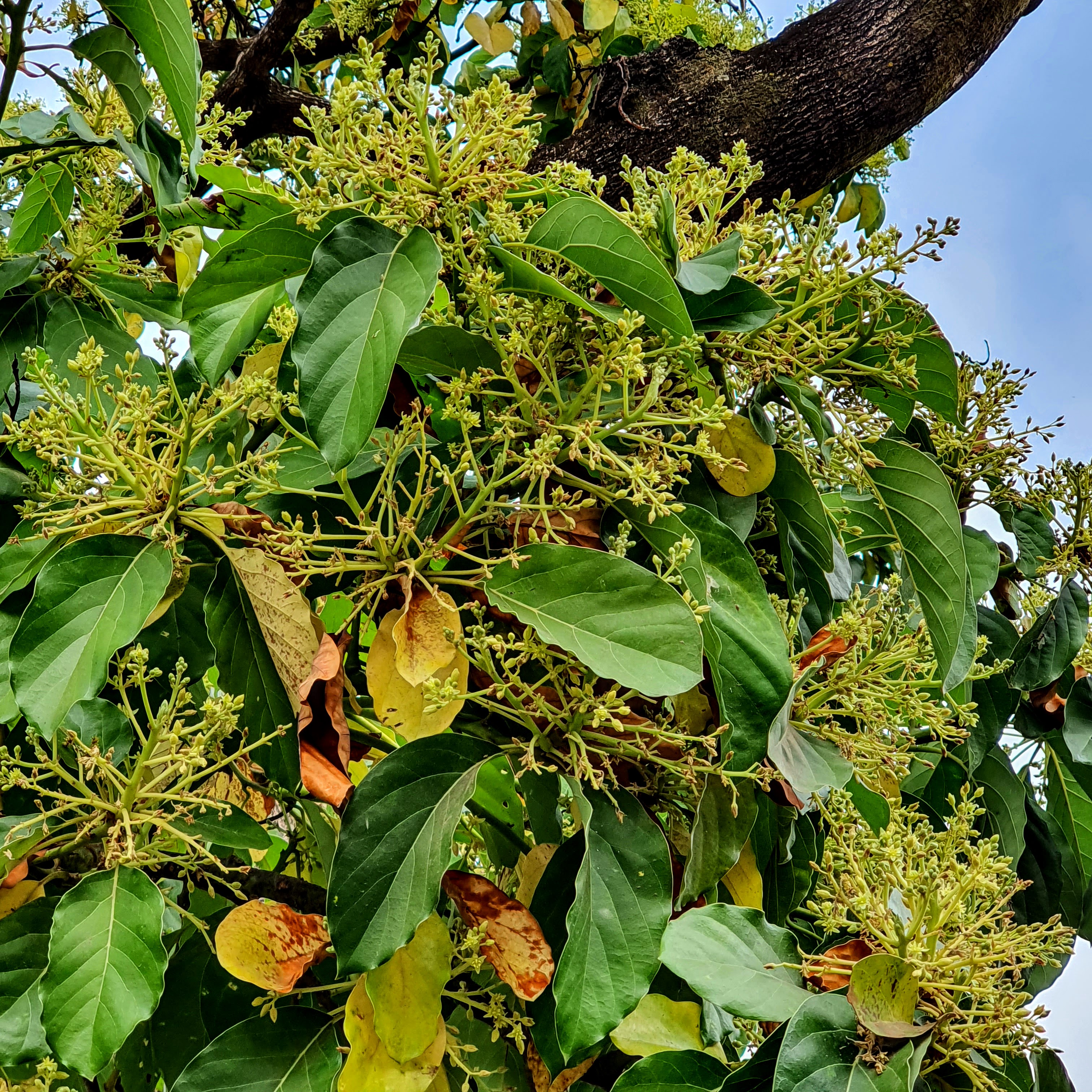 Detalhe das inflorescências verde-amareladas do abacateiro.