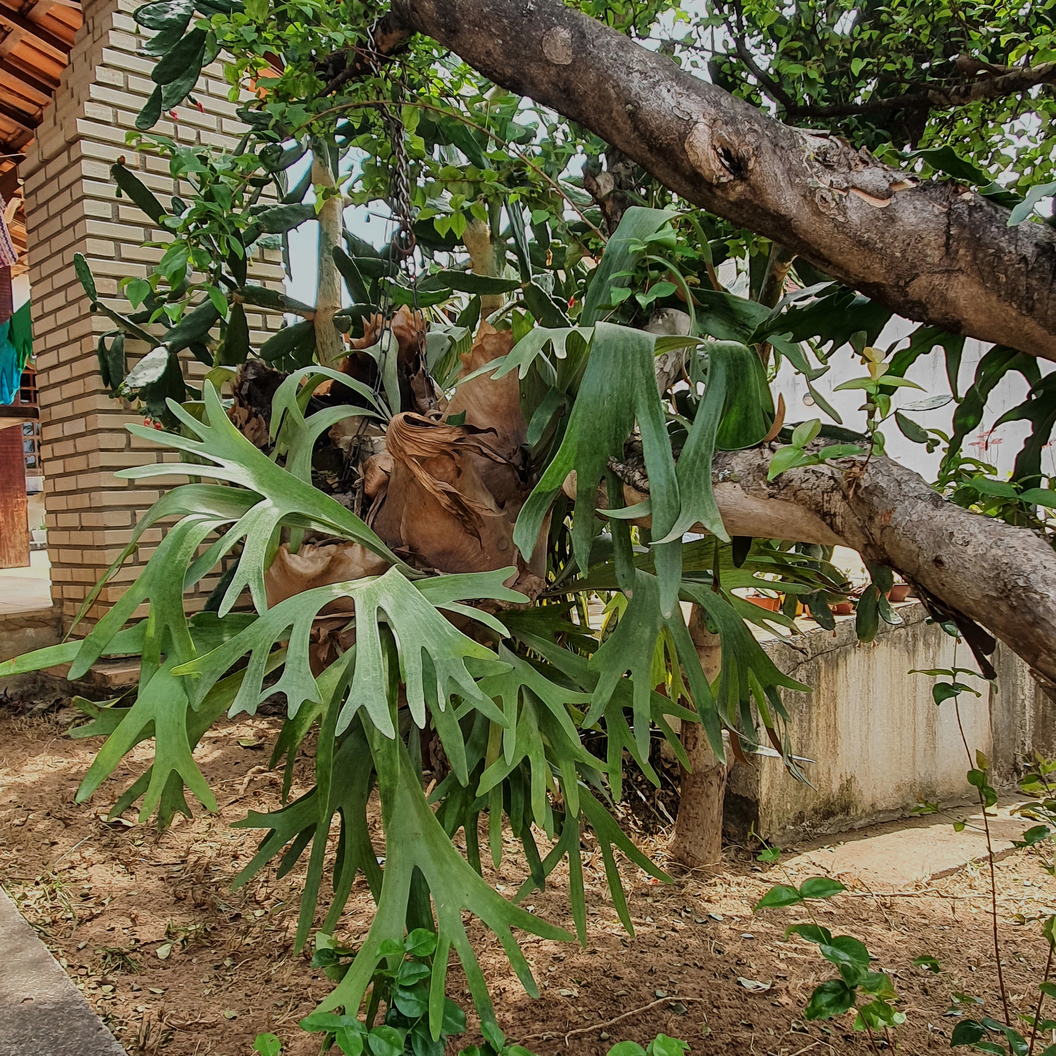 Chifre-de-veado cultivado sob pitangueira em jardim residencial de Belo Horizonte - MG.