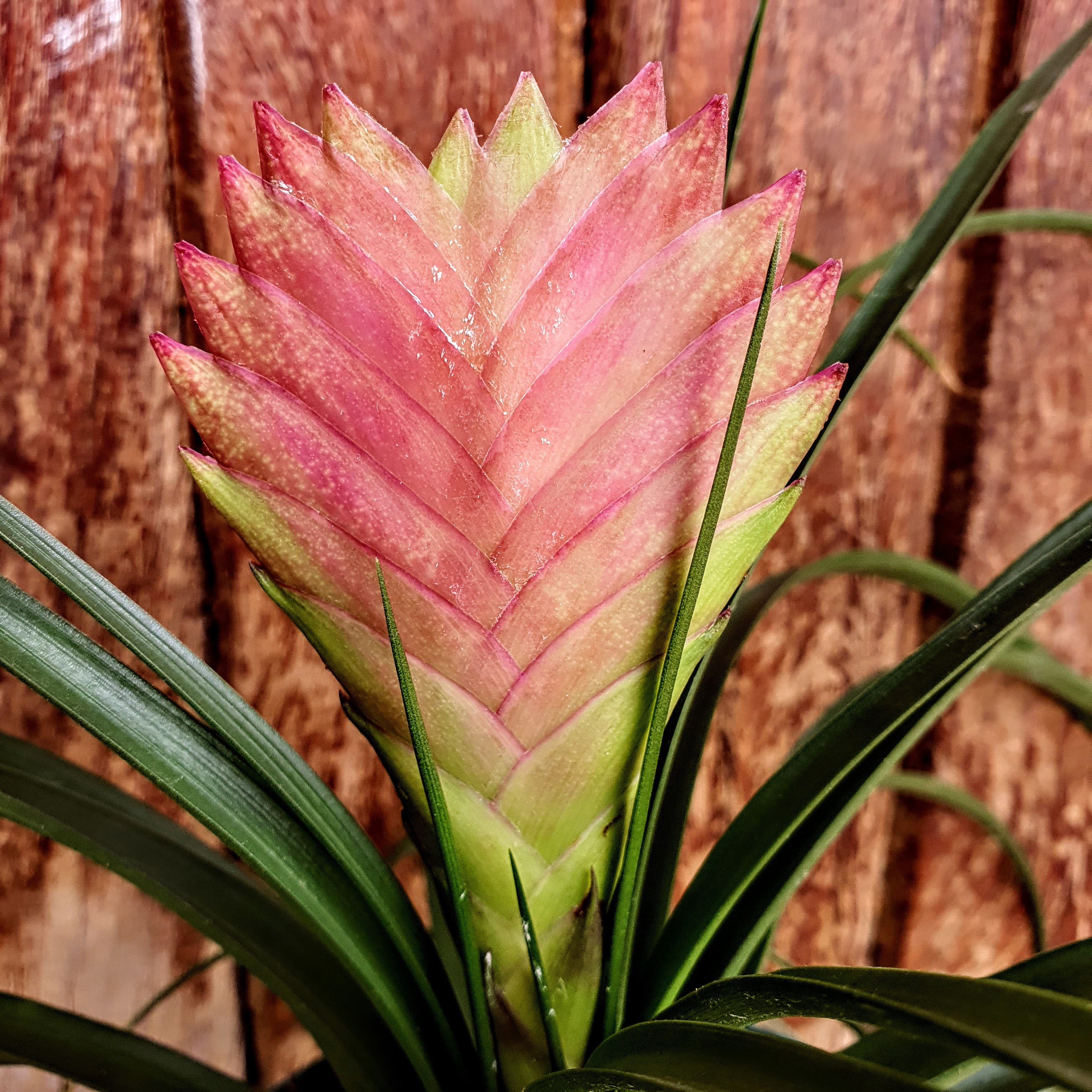 Detalhe das brácteas cor-de-rosa da tilândsia azul. Ali dentro, encontram-se flores azuis.