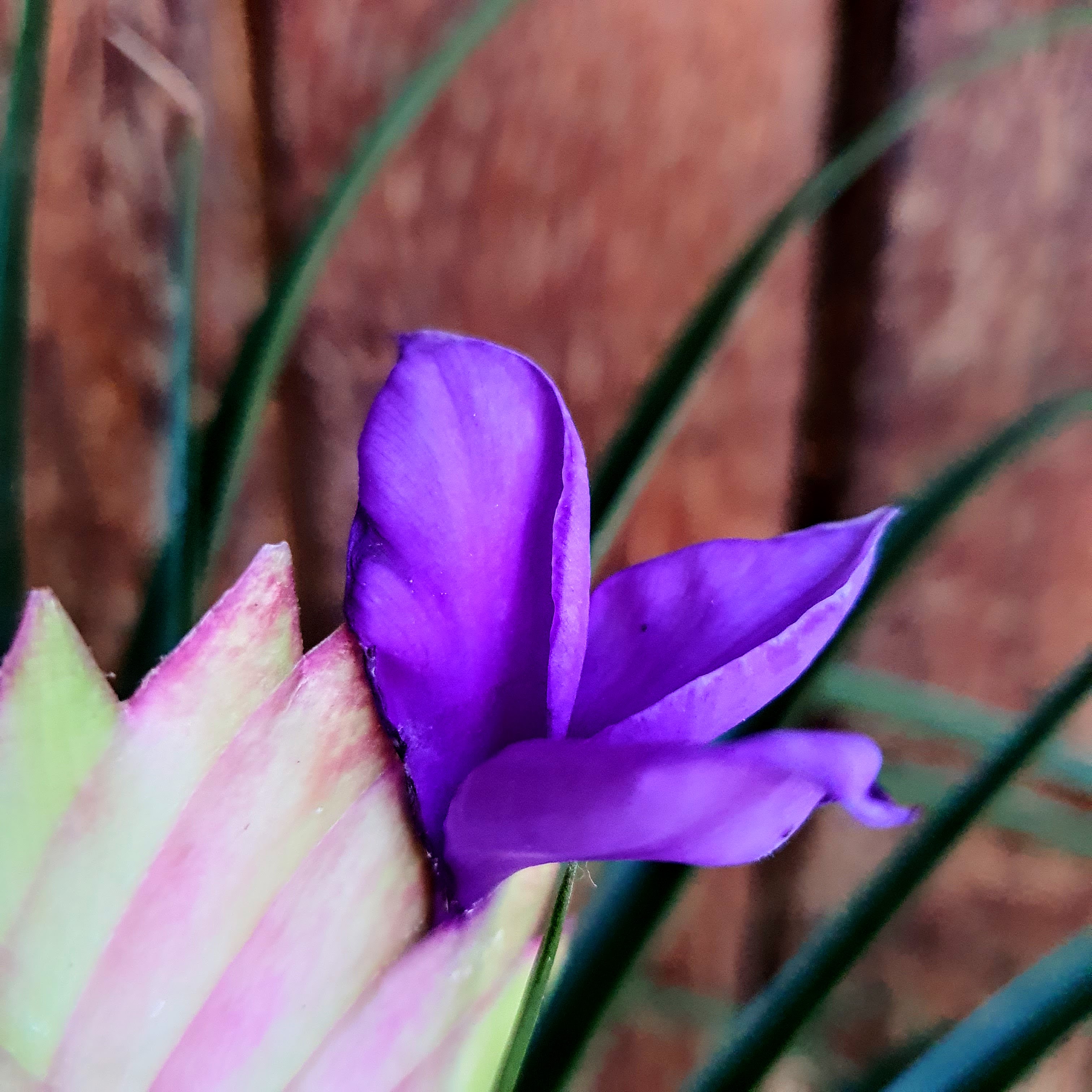 Em detalhe, as flores azuis a roxas da tilândsia-azul, formadas durante a primavera de BH.