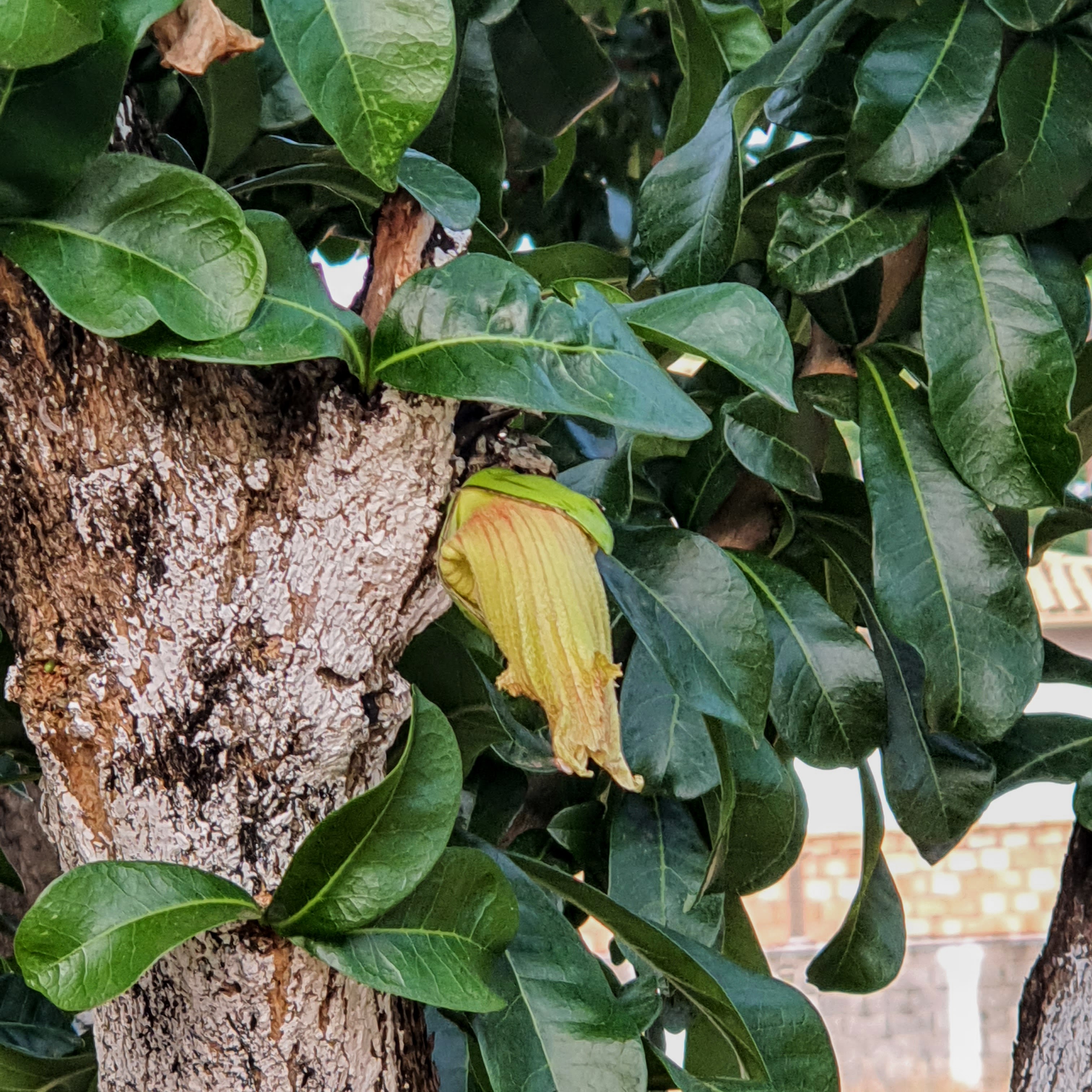 Detalhe da flor grande, cor creme e campanulada da árvore-de-cuia.