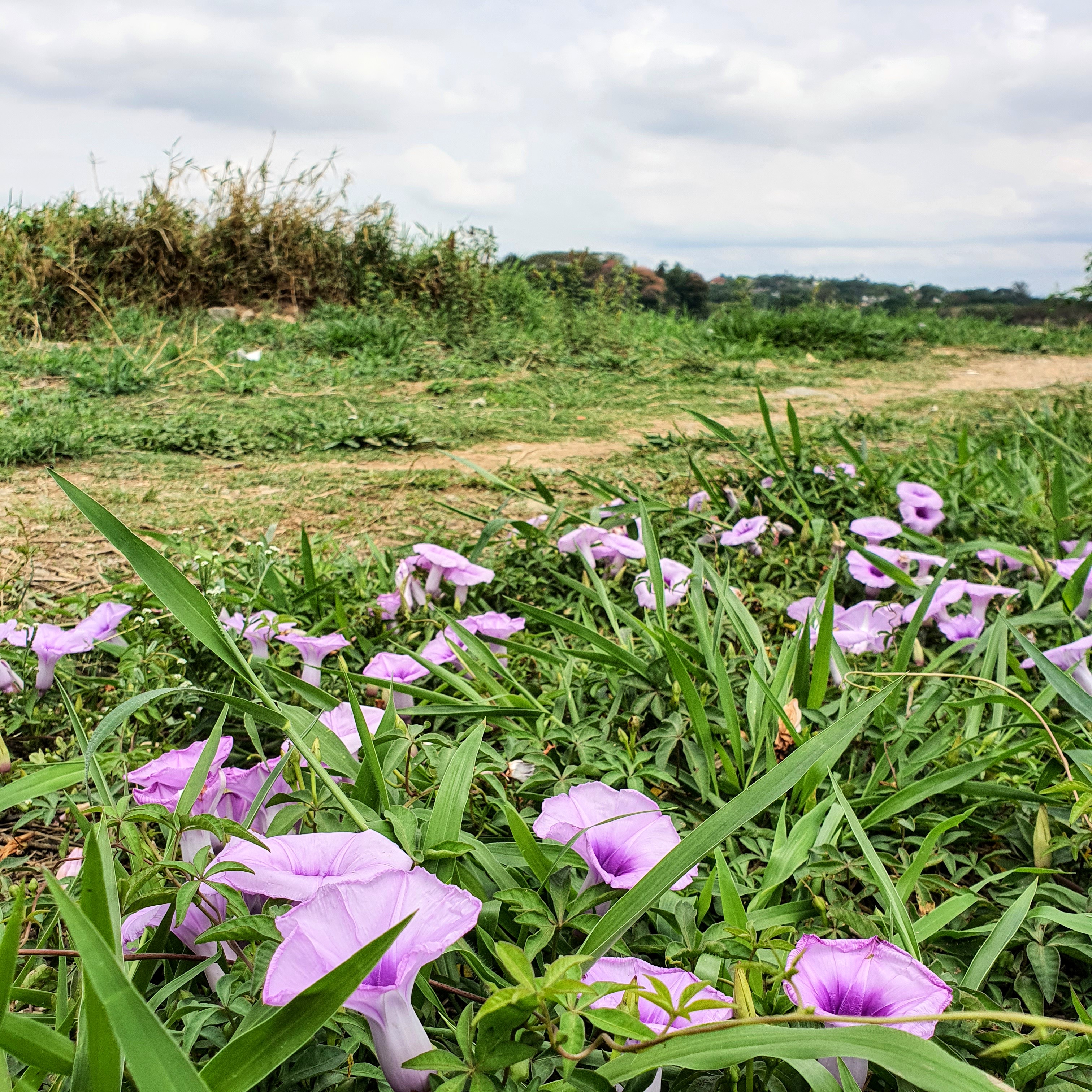 Comportamento e flor da corriola.