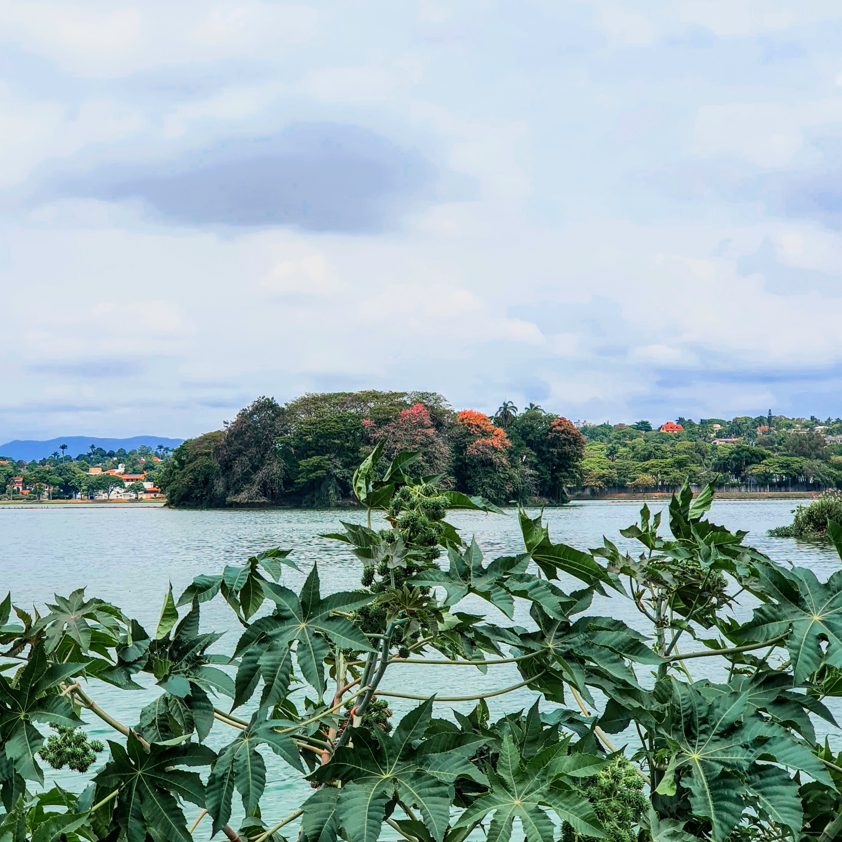 Mamona presente dentro do espaço da Lagoa da Pampulha, que já foi assoreado e dominado por vegetação. Detalhe das folhas, com a Ilha dos Amores um tanto florida ao fundo.