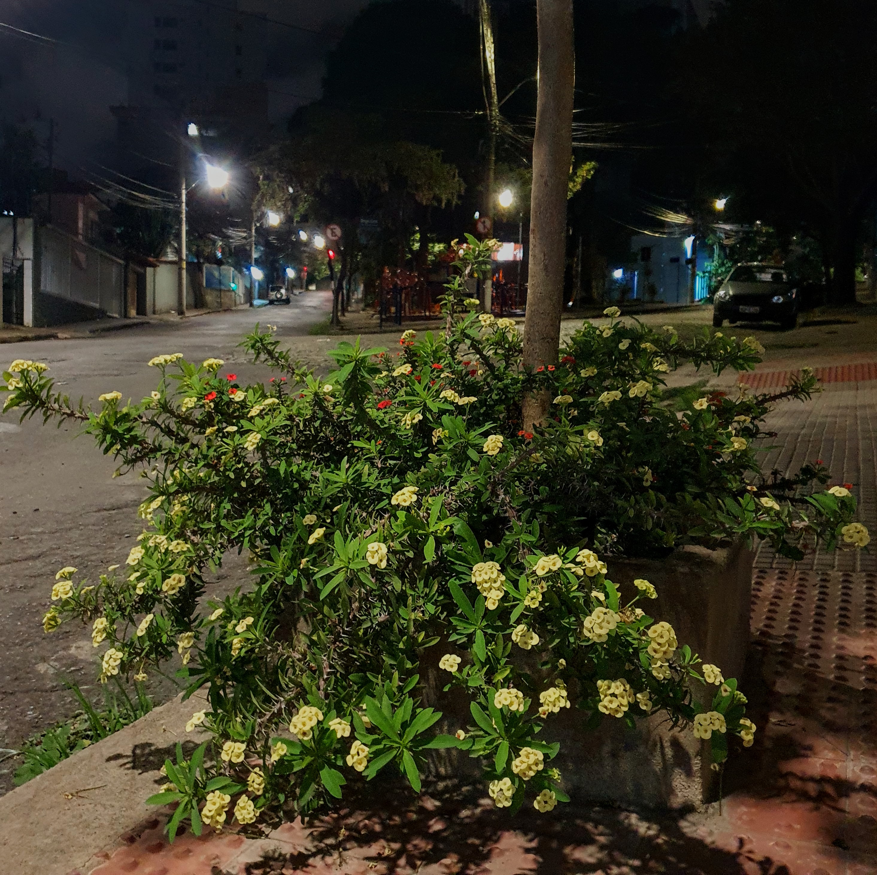 Flores brancas da coroa-de-cristo.