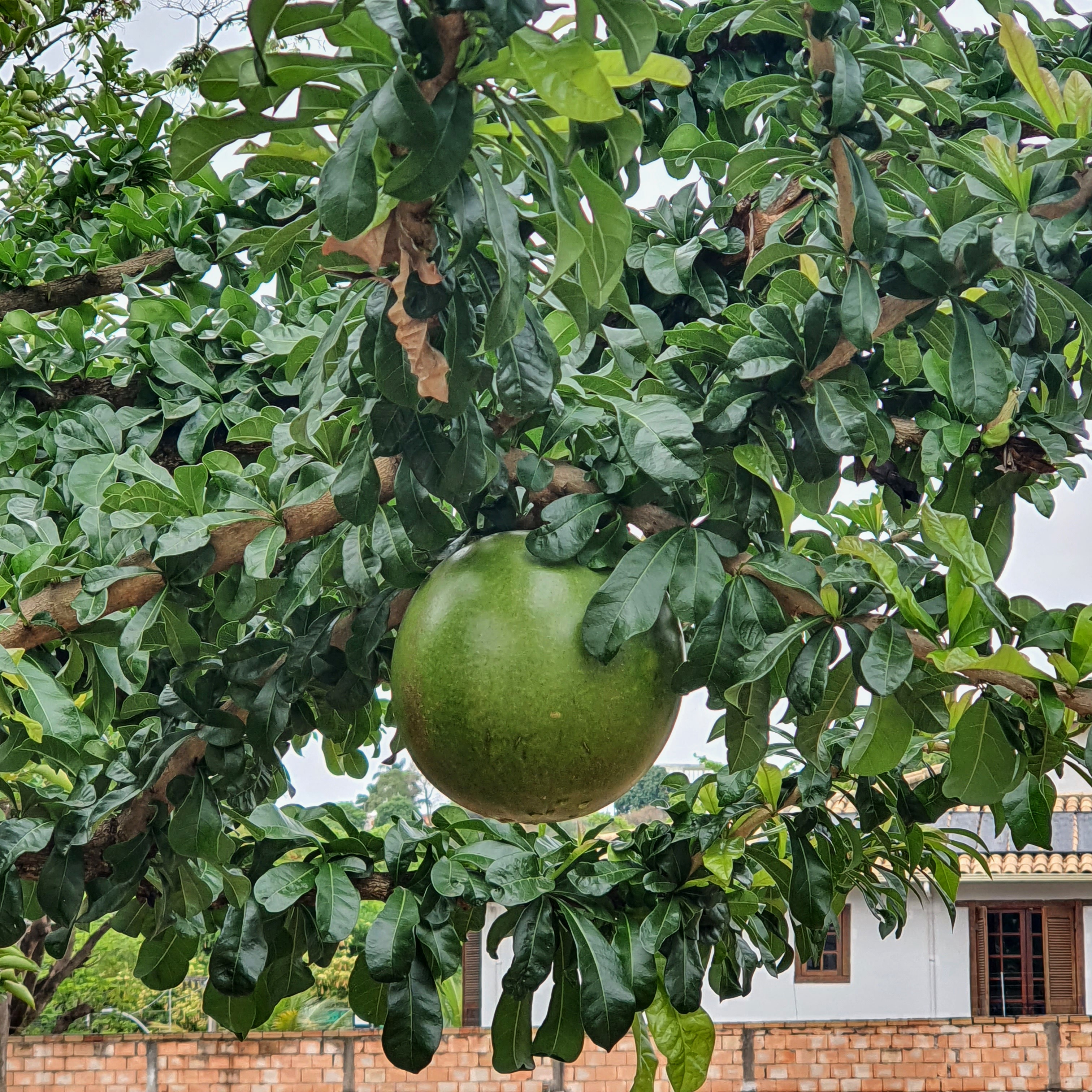 Grande fruto da árvore-de-cuia entre seus ramos folhados.