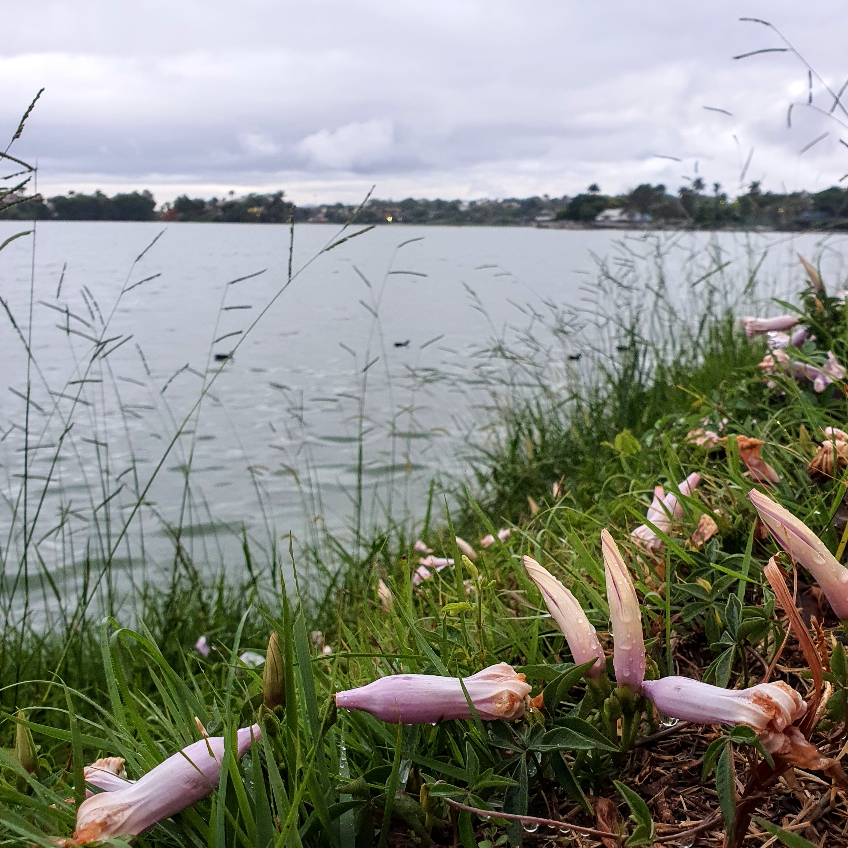 Corriola presente na orla da Lagoa da Pampulha.