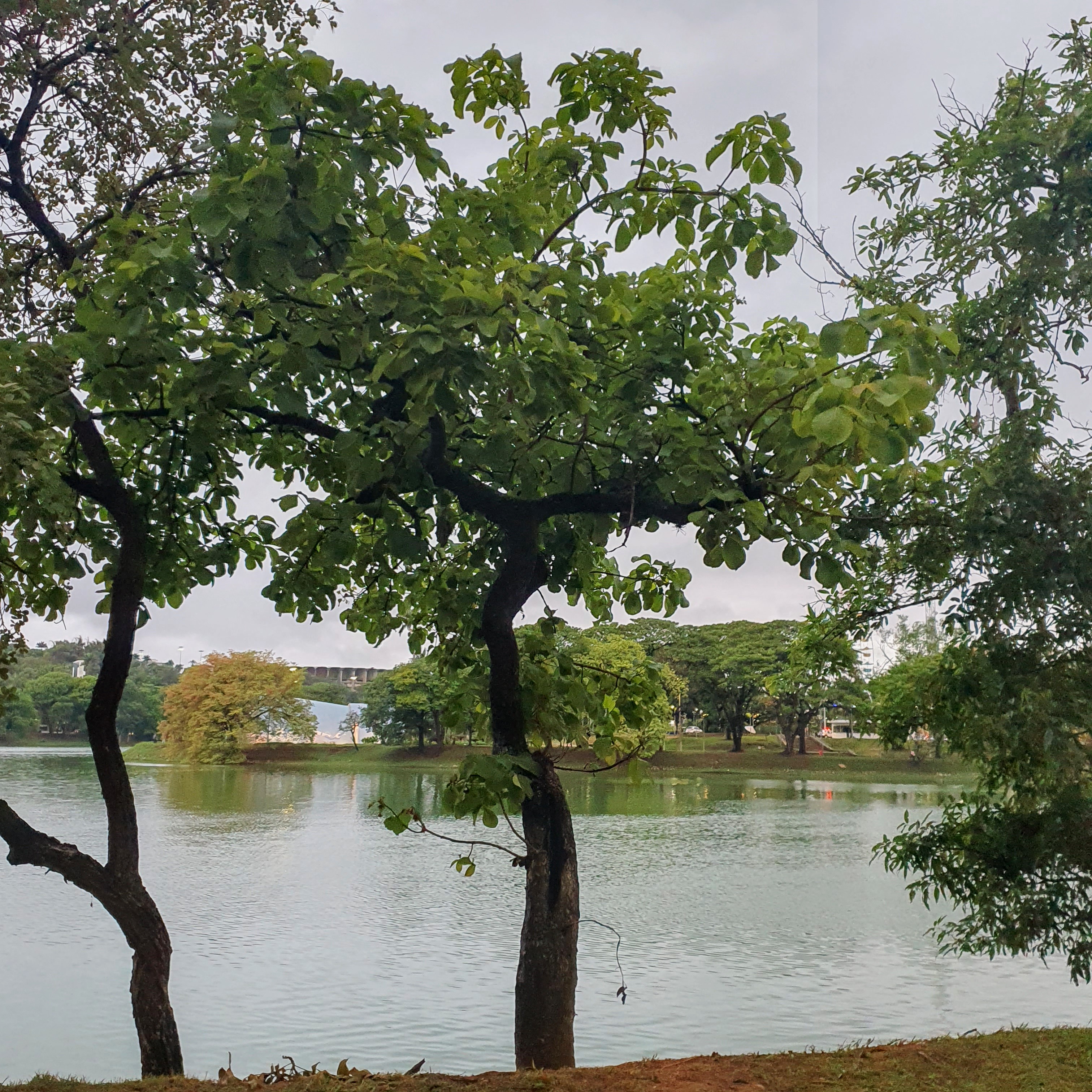 Pequizeiro na orla da Lagoa da Pampulha.