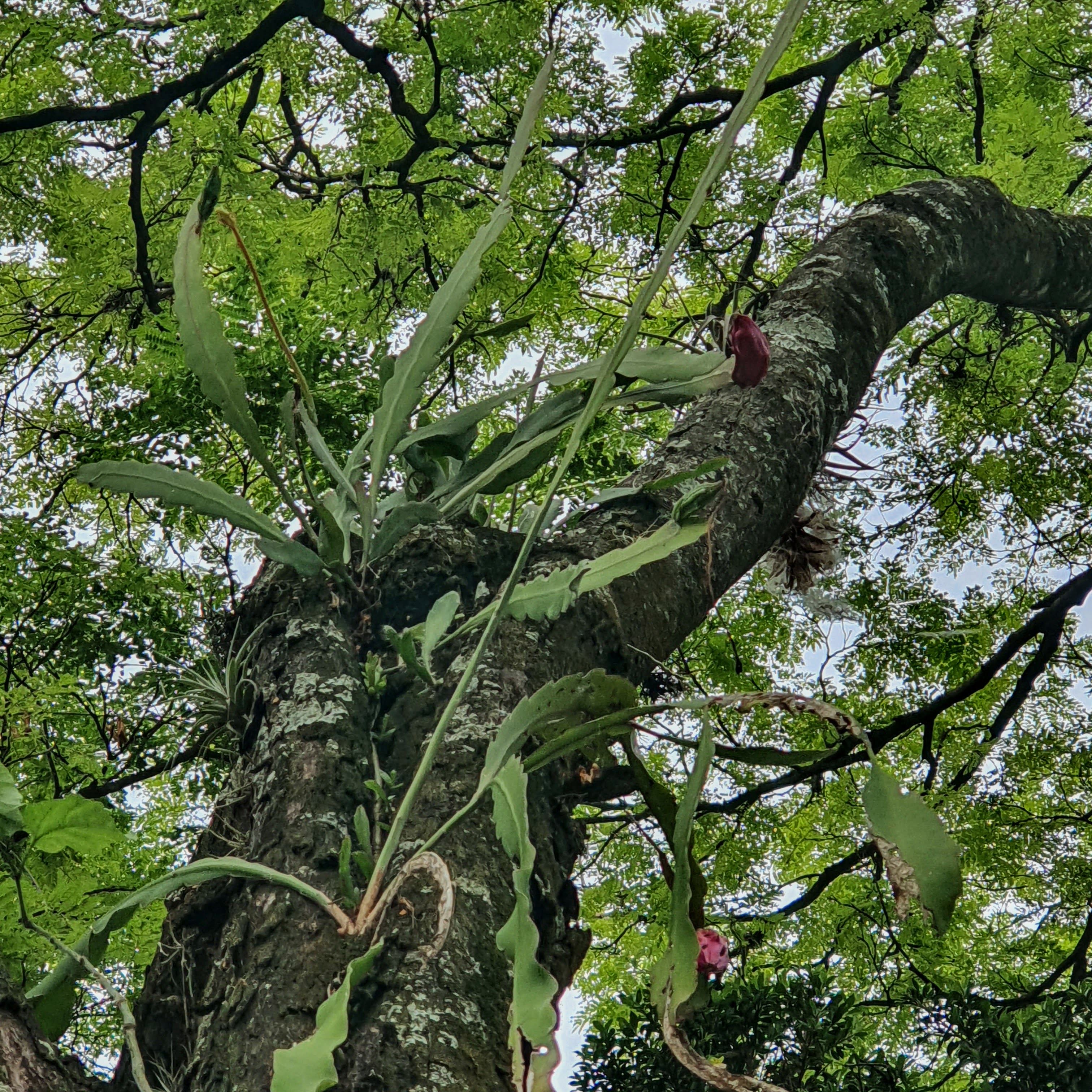 Pitainha em tronco de sibipiruna.