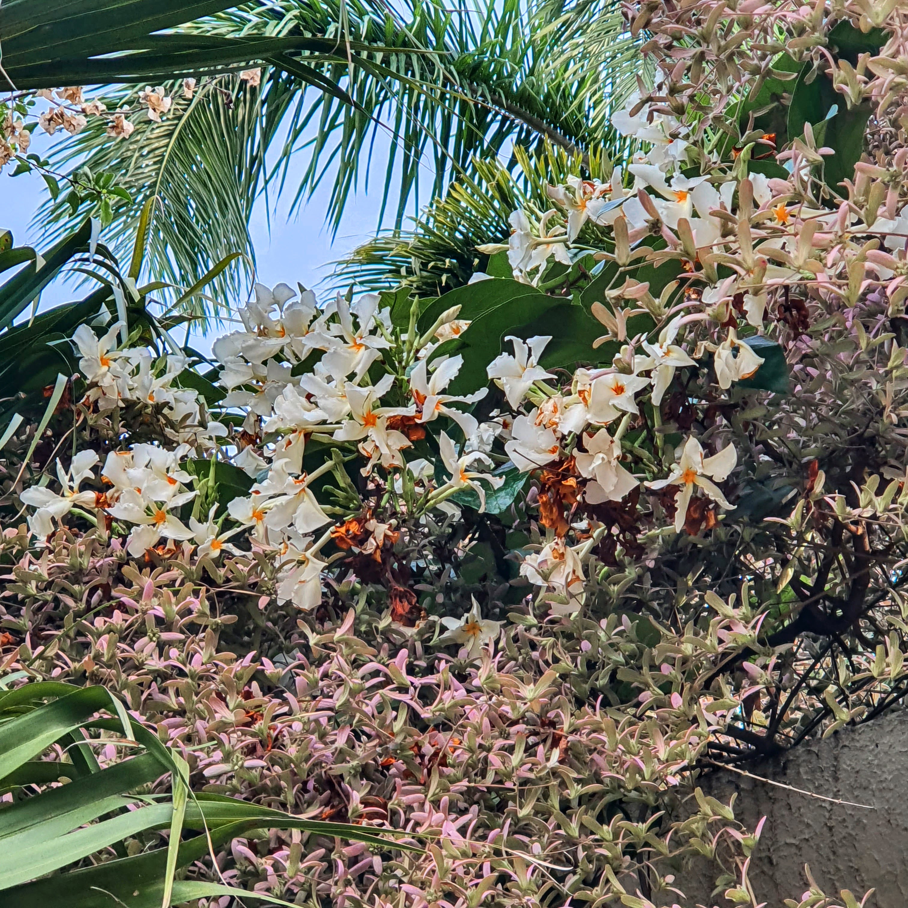 Flores do cipó-de-leite junto de brácteas de uma congeia.