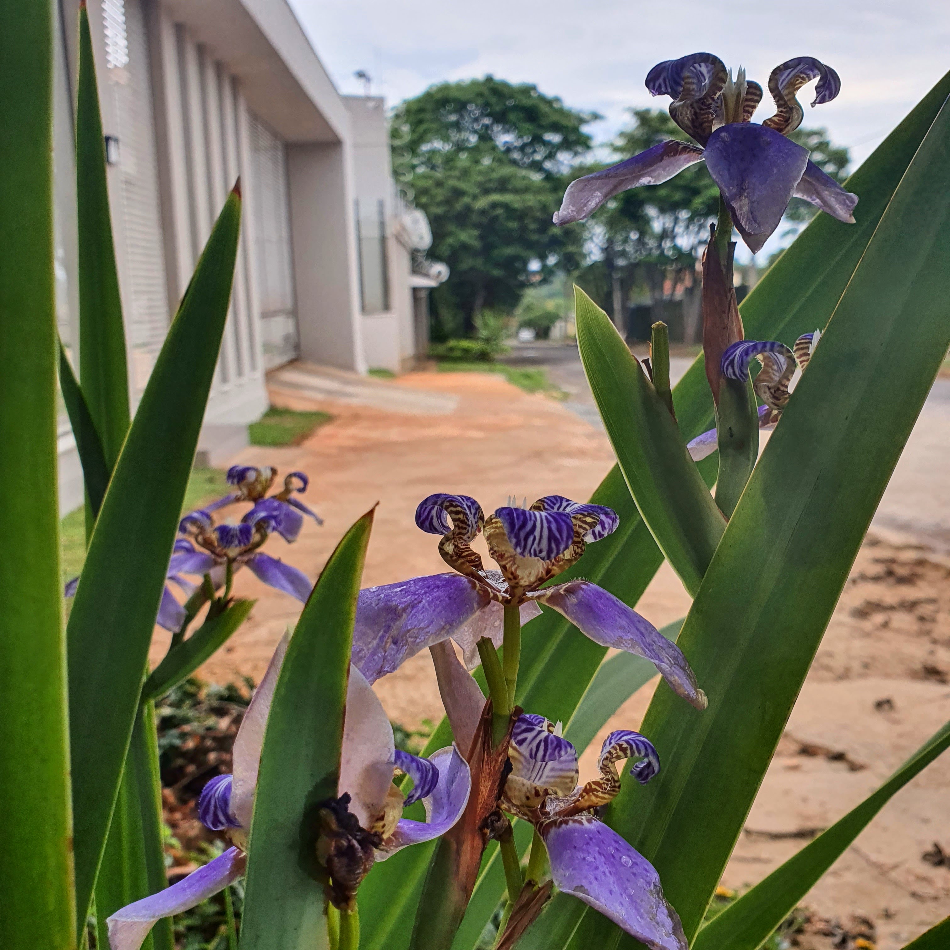 Folhas lanceoladas verdes e flores azuladas do lírio-roxo-das-pedras, formadas durante a primavera, em BH.
