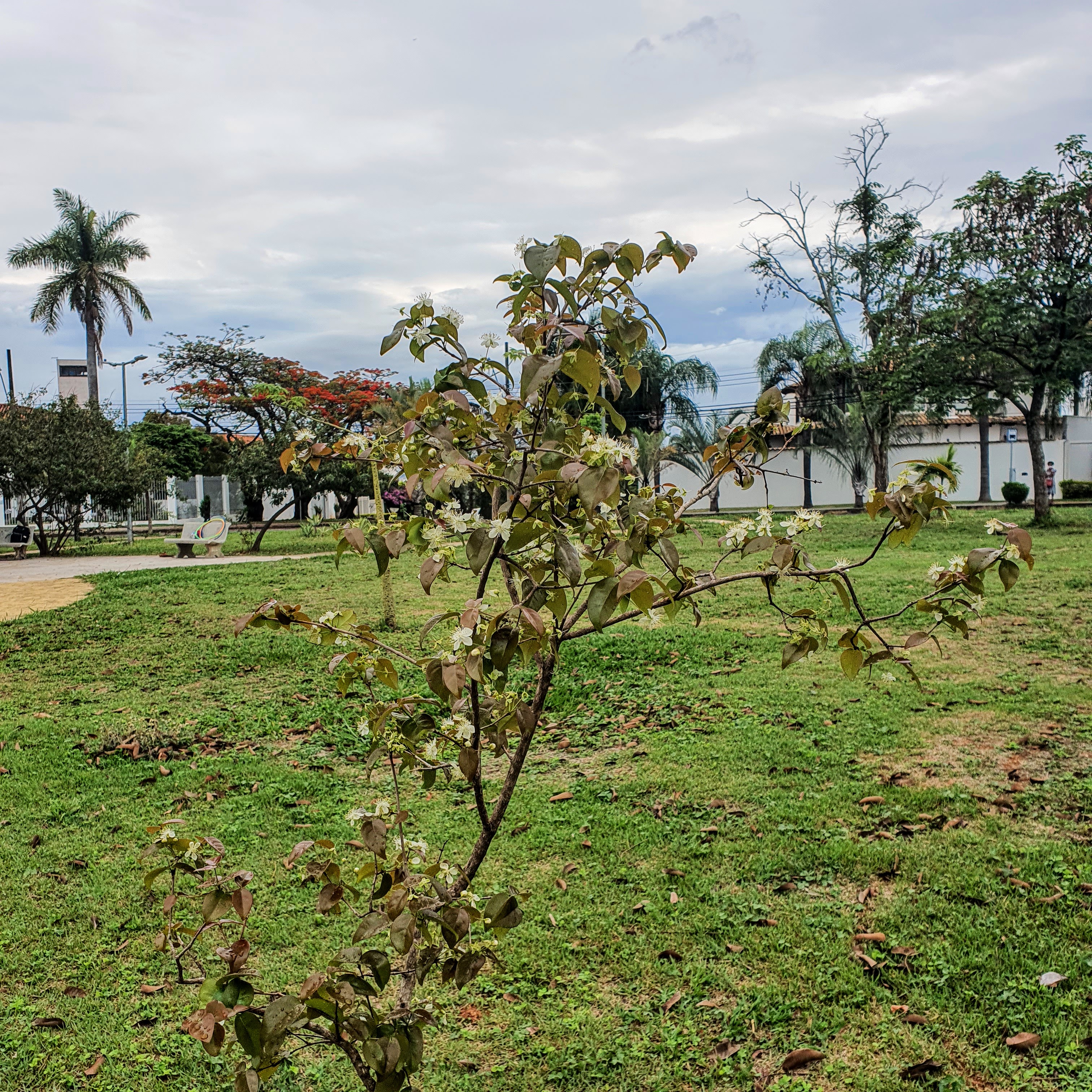 Pitangueirinha jovem.