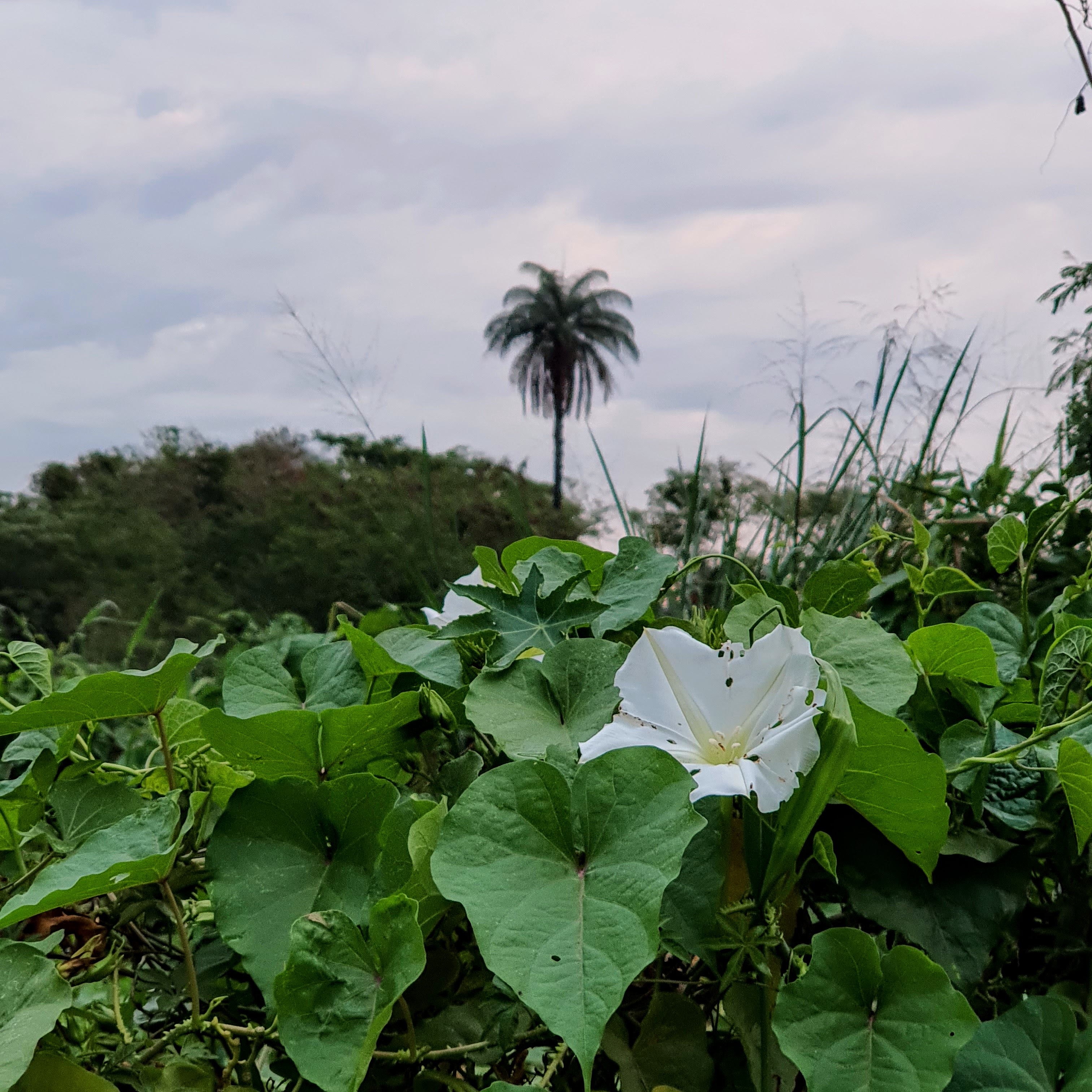 Folhas verdes cordiformes da dama-da-noite, com a Lagoa da Pampulha ao fundo.