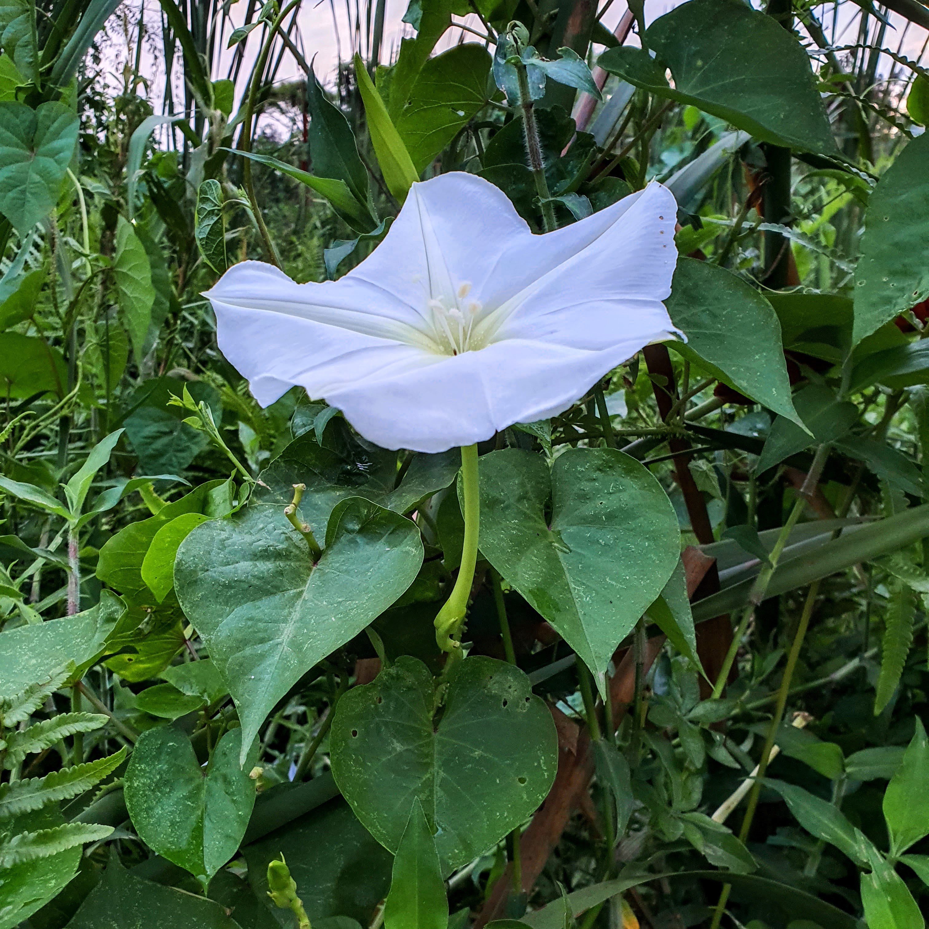 Detalhe da bonita flor da dama-da-noite, entre sua folhagem cordiforme.