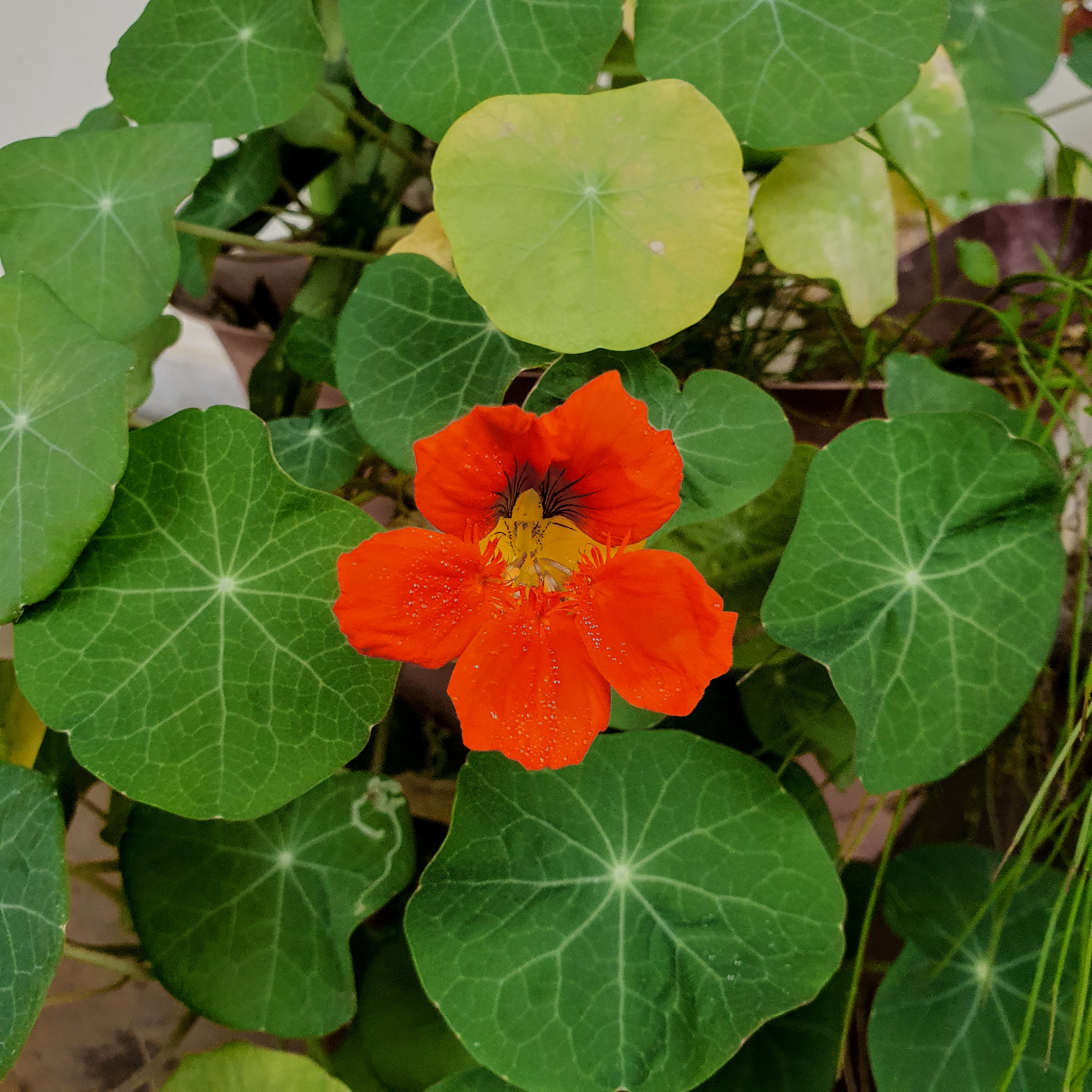 Flor do capuchinho.