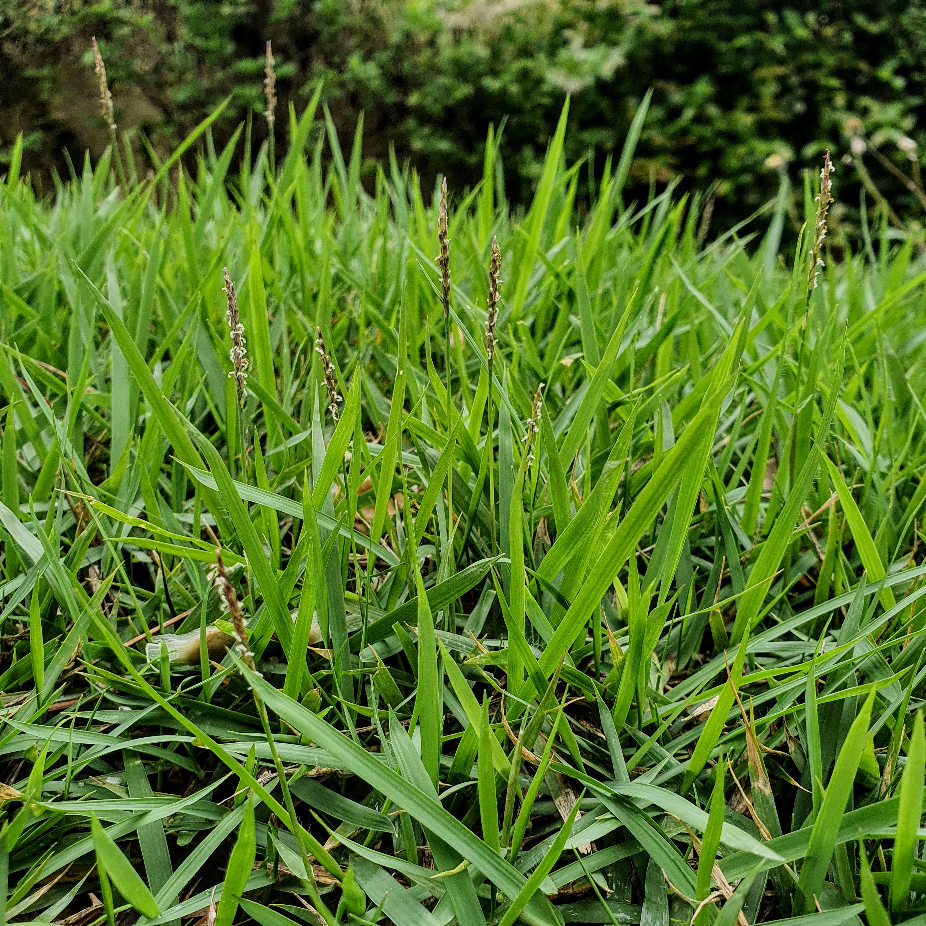 Detalhe da foilhagem e da inflorescência da grama-esmeralda, verdinha durante a primavera de BH (estação chuvosa).