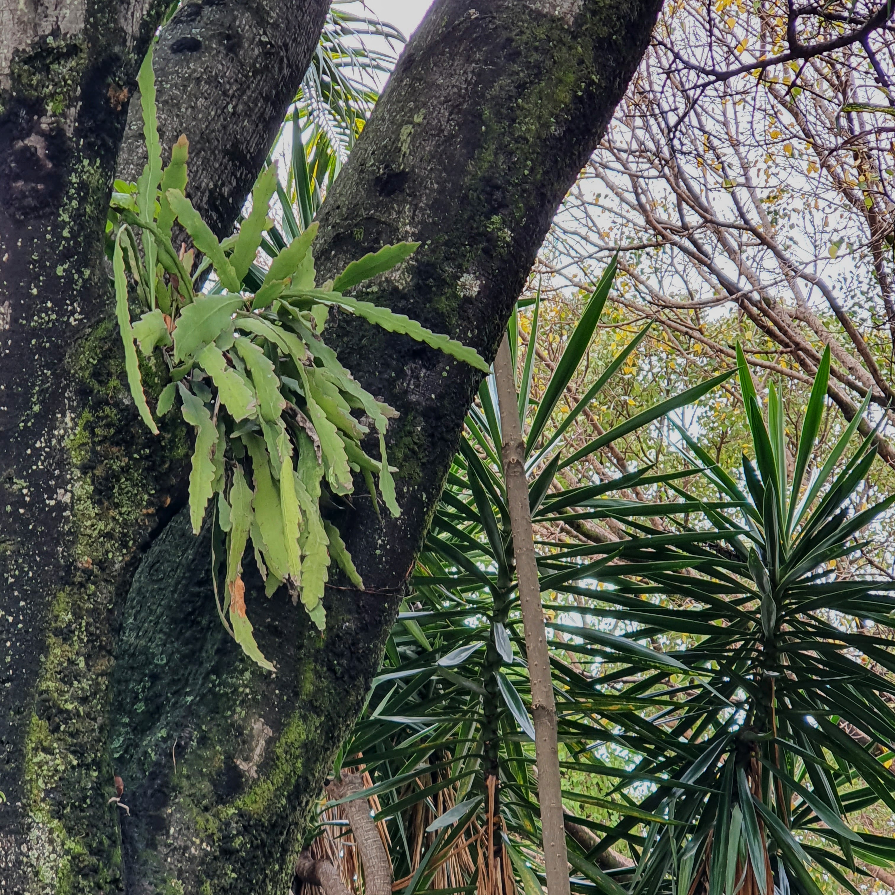 Lepismium houlletianum - cacto serrote | Biologia da Paisagem