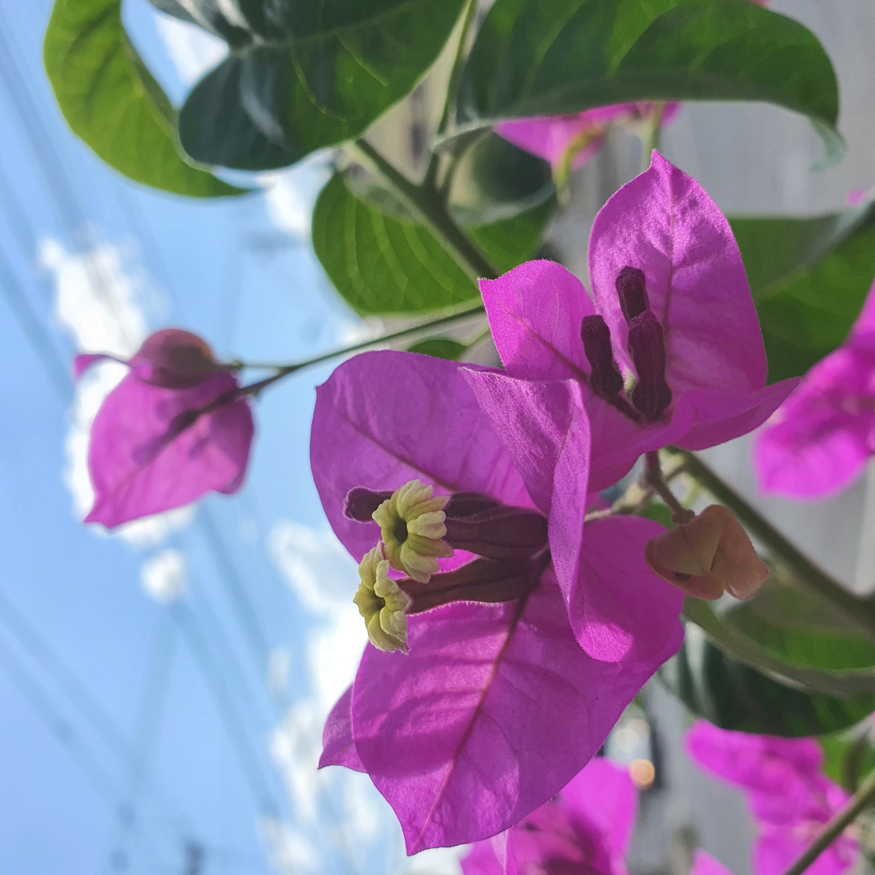 Brácteas da primavera.