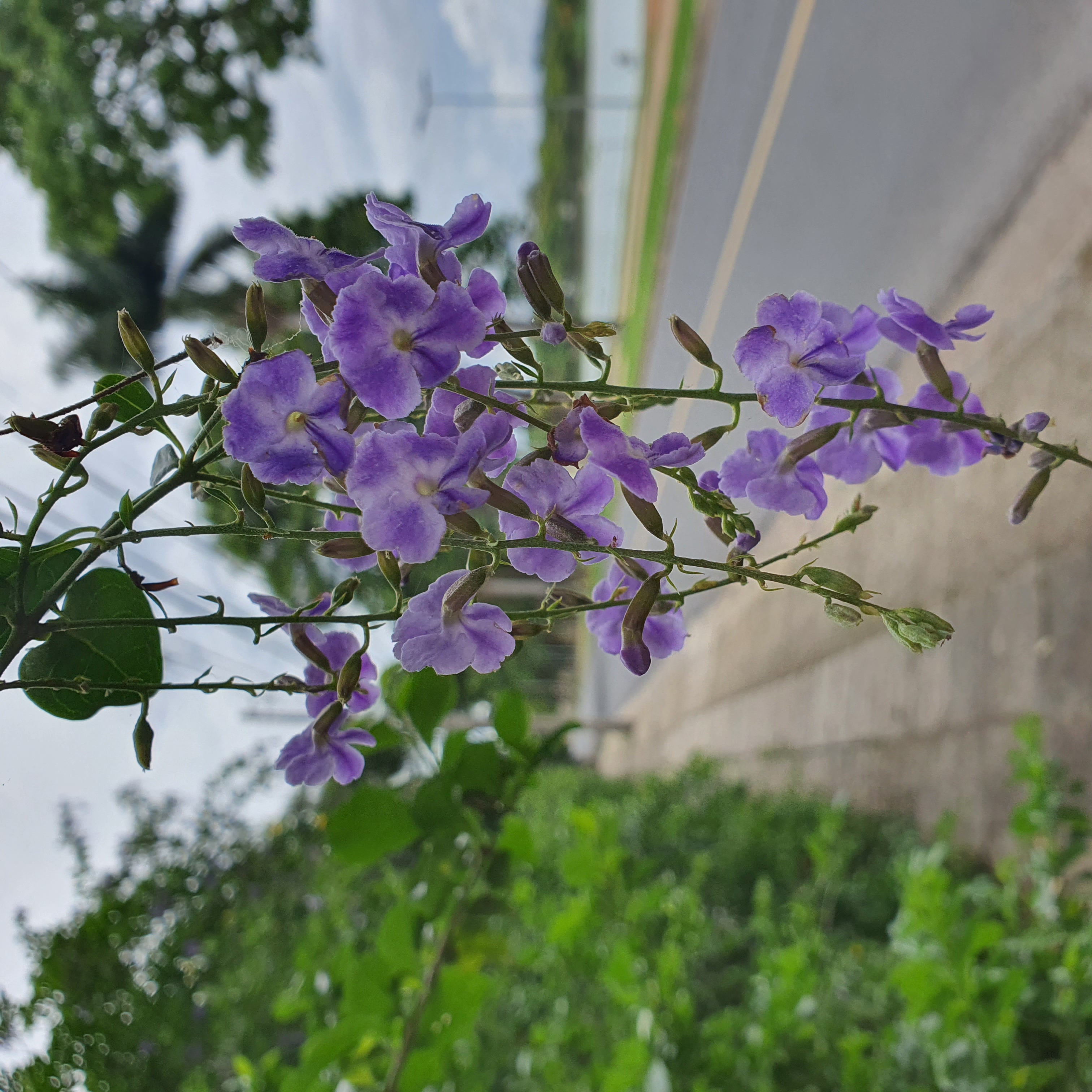 Violeteira florida.