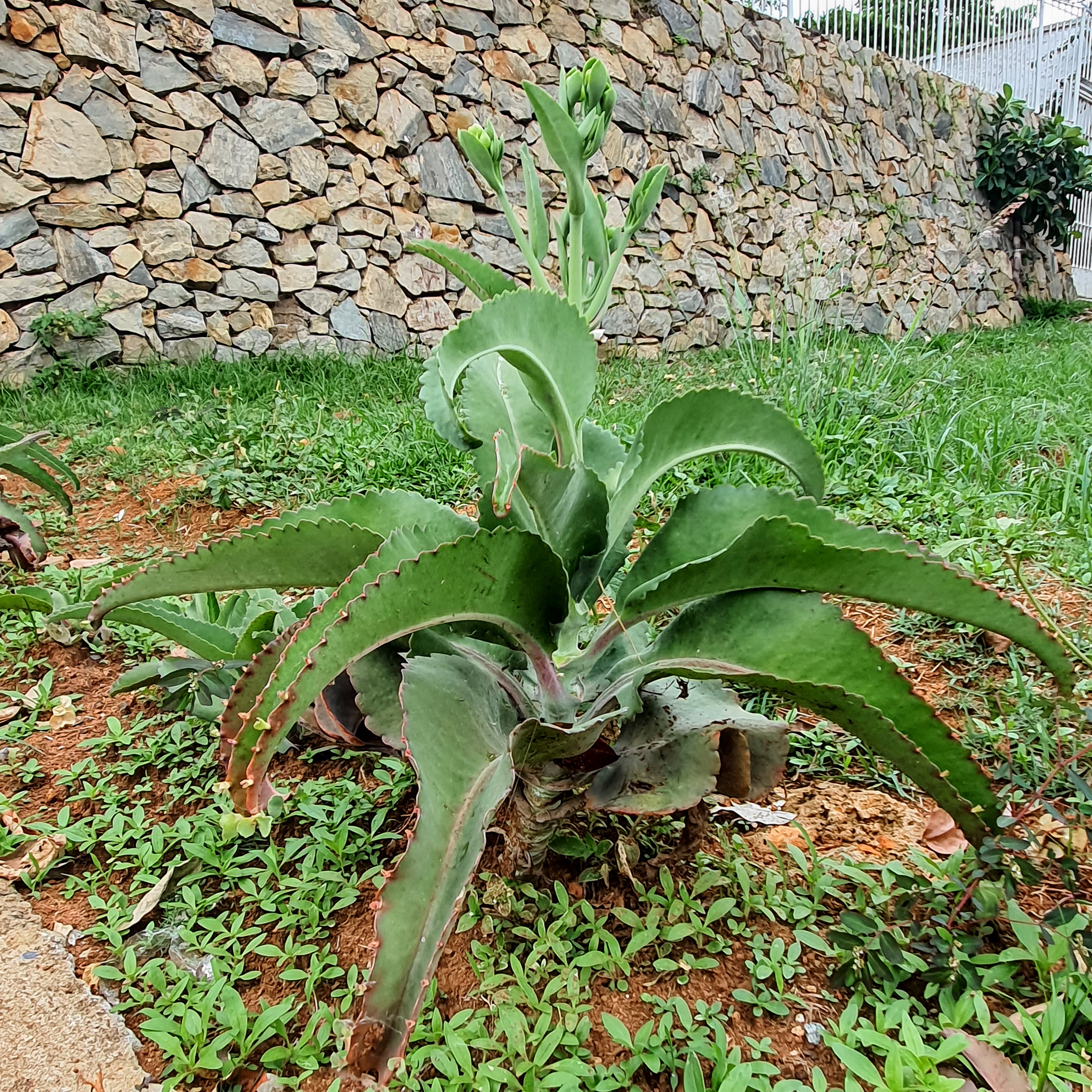 Porte baixo e compacto da planta-da-vida.