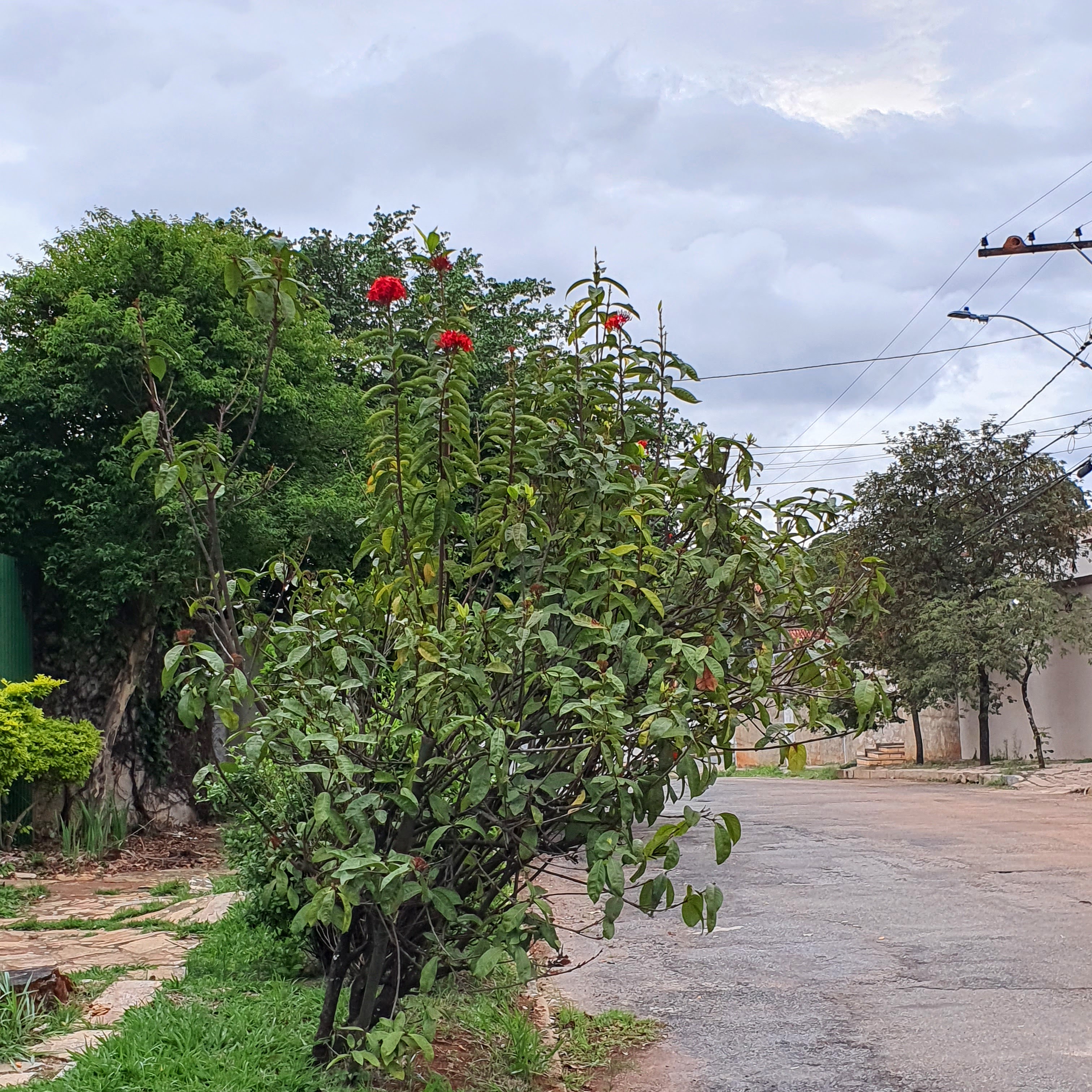 Ixora-coral mantida sem poda em frente a residência na rua Viterbo, bairro Bandeirantes, em Belo Horizonte. Reparem na baixa quantidade de flores, devido à pouca ramificação e predomínio do estado vegetativo neste indivíduo.