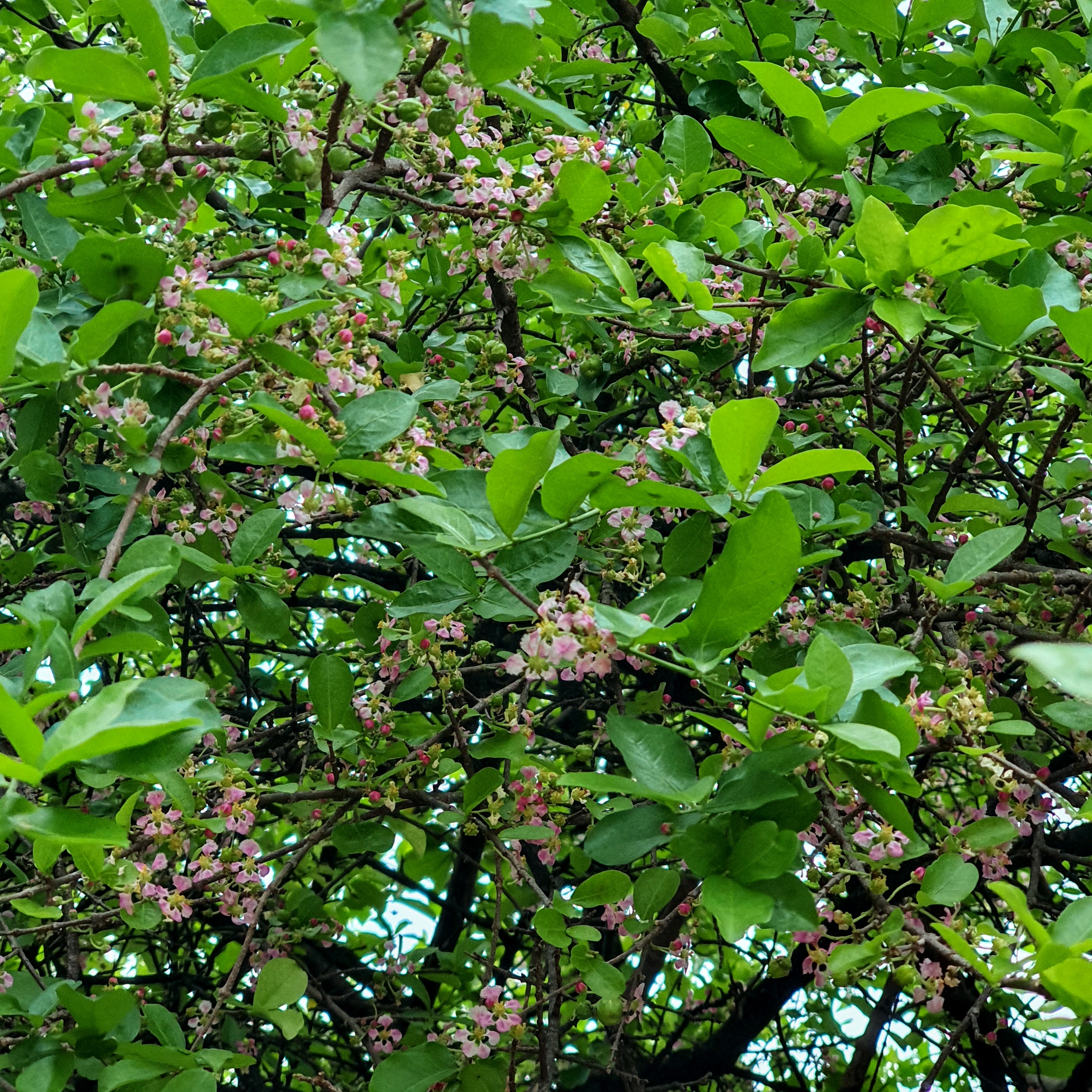 Parte da copa (florida) da acerola.