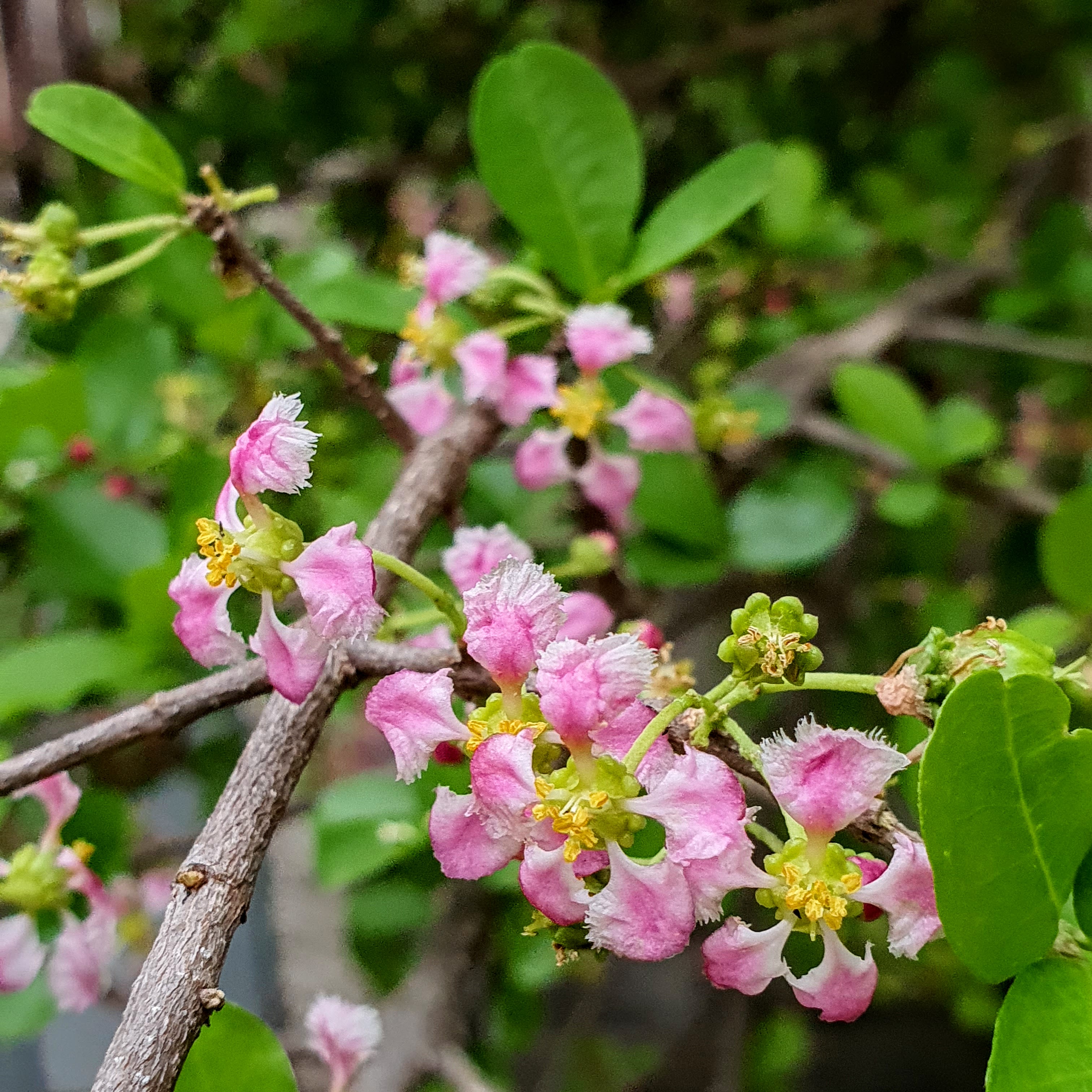 Detalhe das flores miúdas, róseas e amarelas da acerola.