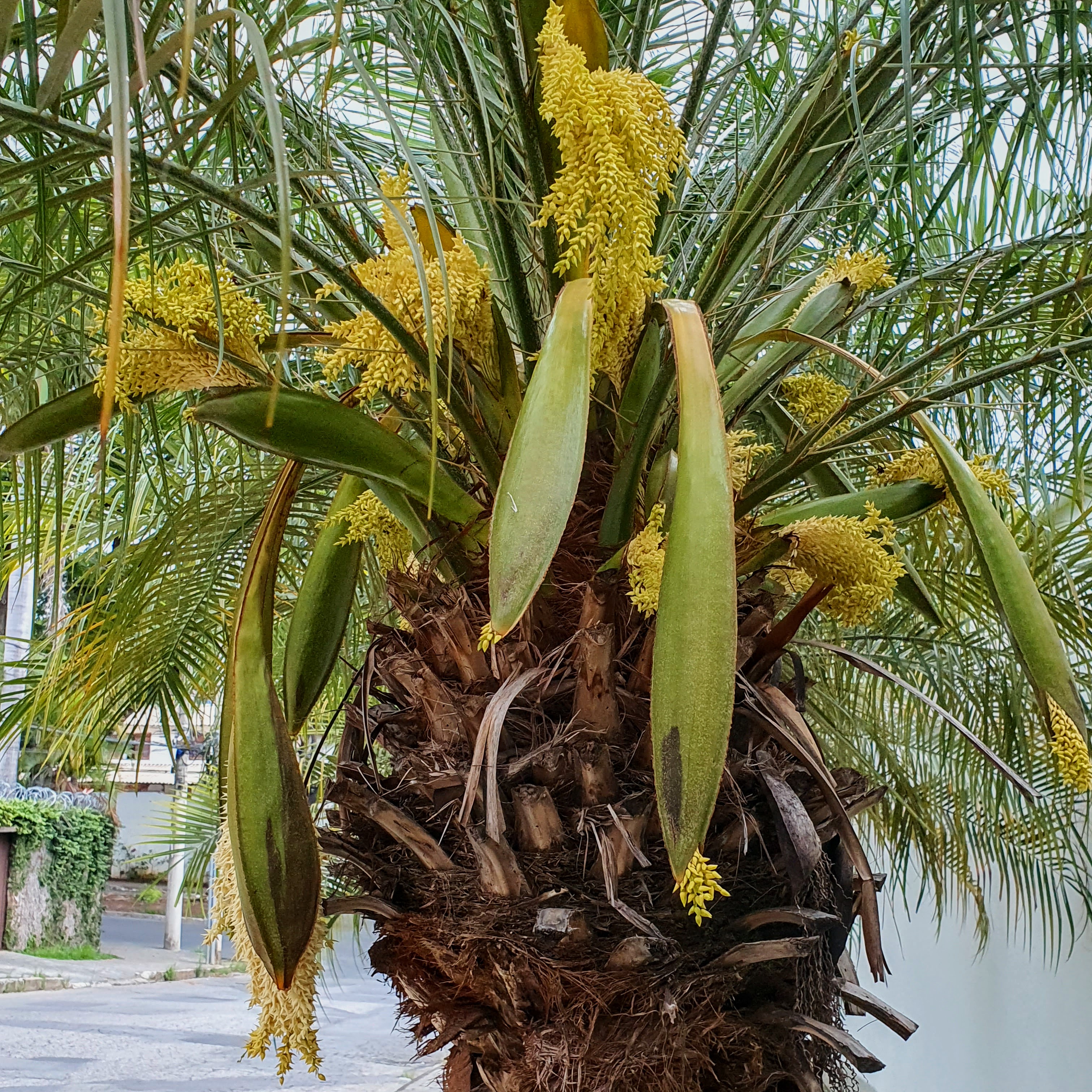 Inflorescências e detalhe do estipe irregular e cheio de cicatrizes da tamareira-de-jardim.