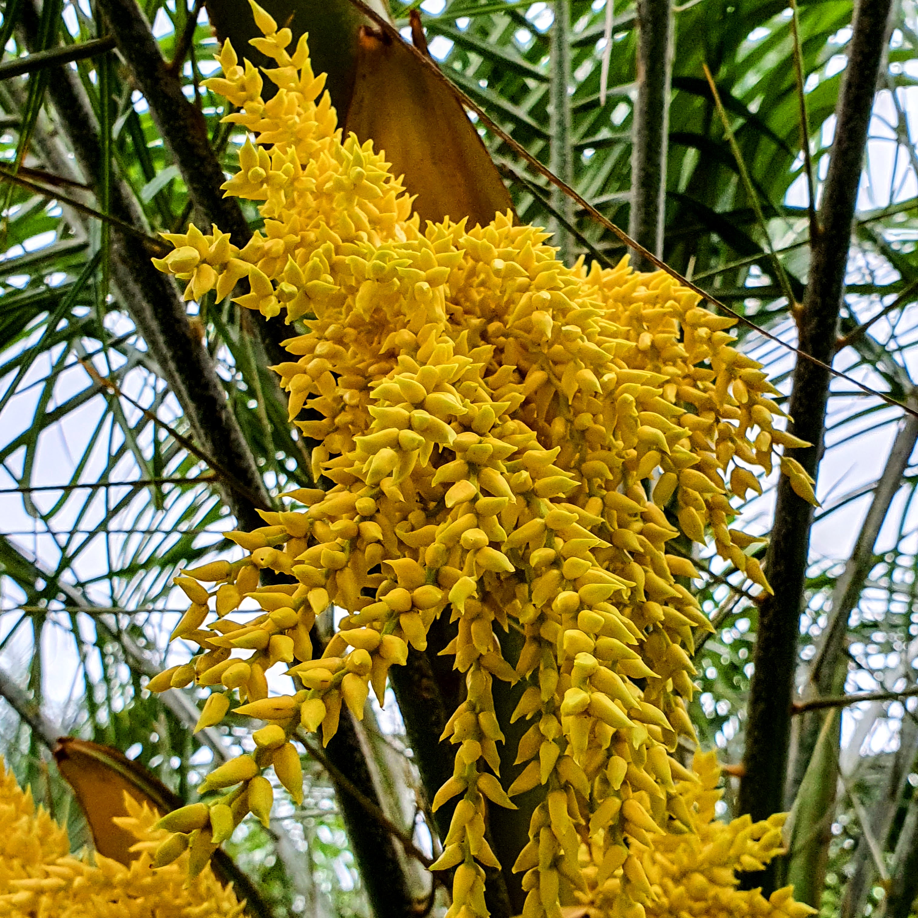 Detalhe da inflorescência amarela da tamareira-de-jardim.