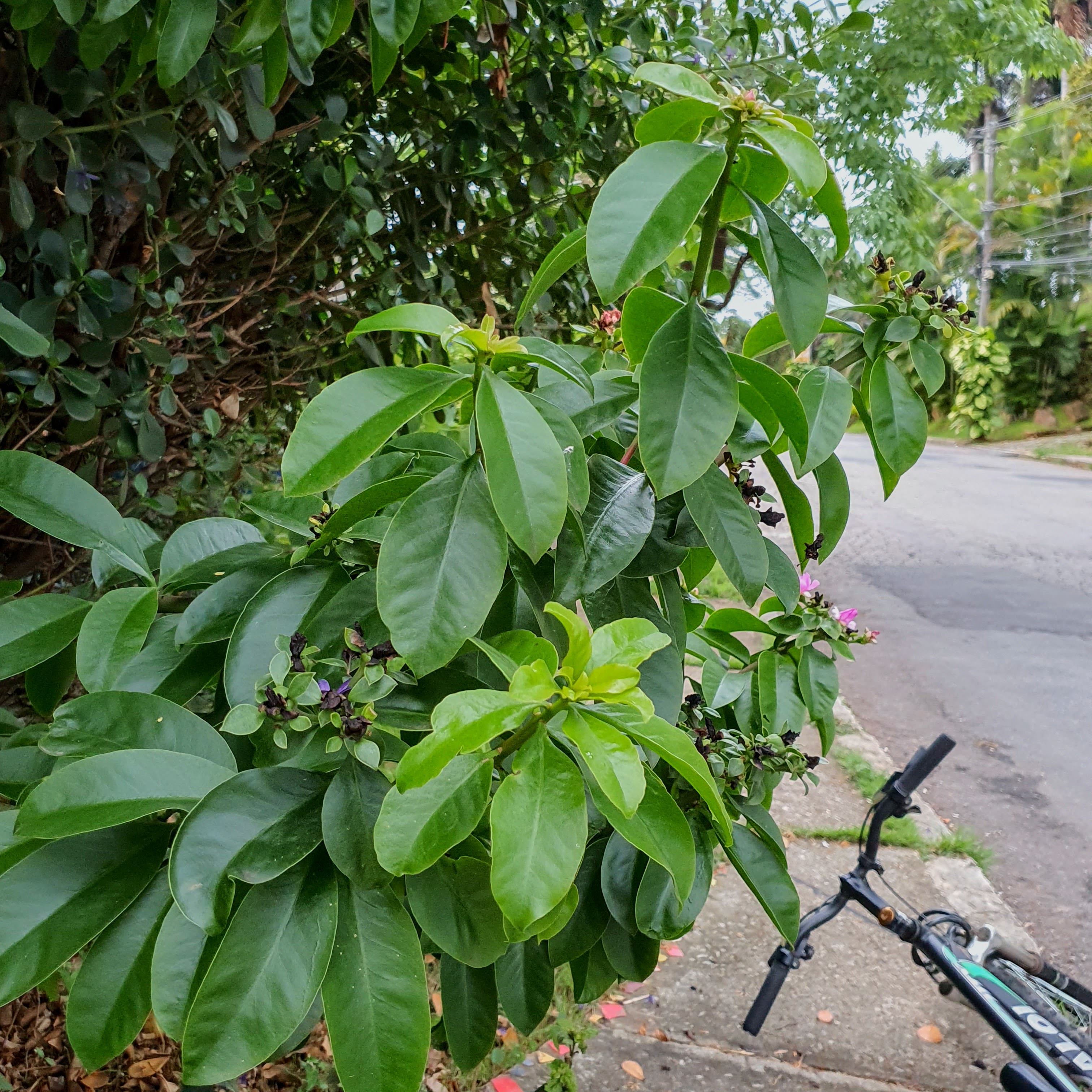 Folhas do ora pro nobis, com a rua Palermo ao fundo, em BH.