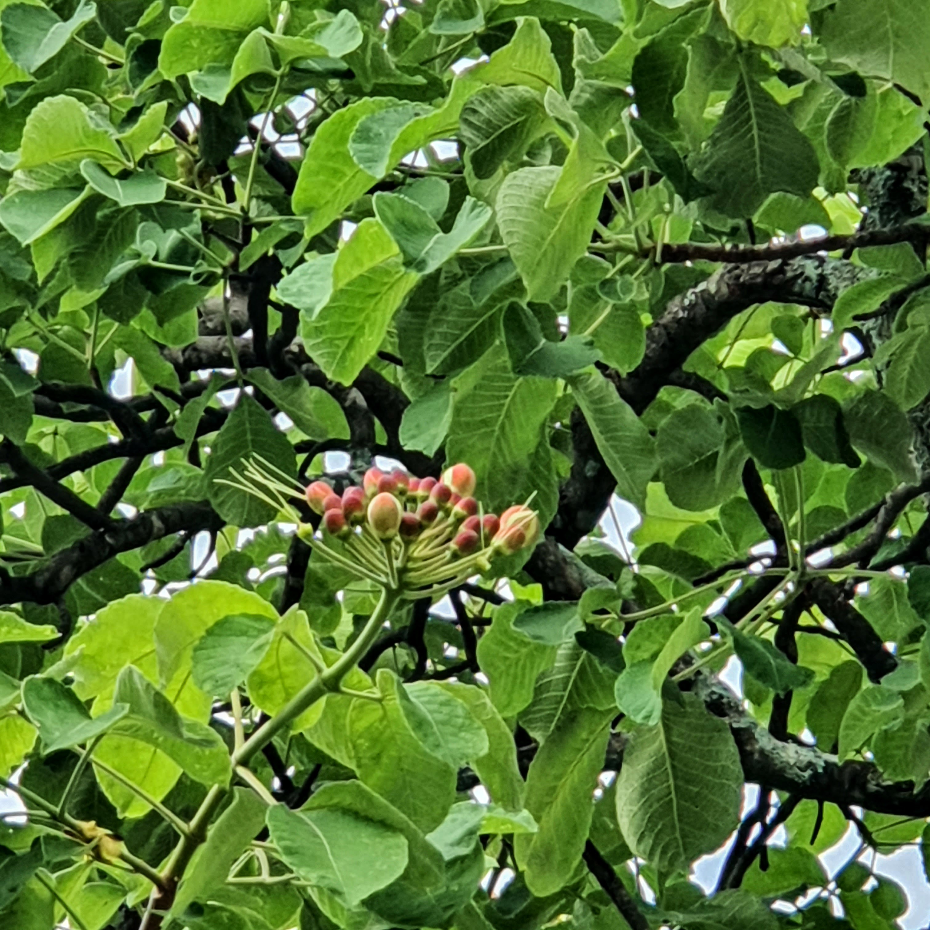 Folhas e flor do pequizeiro.