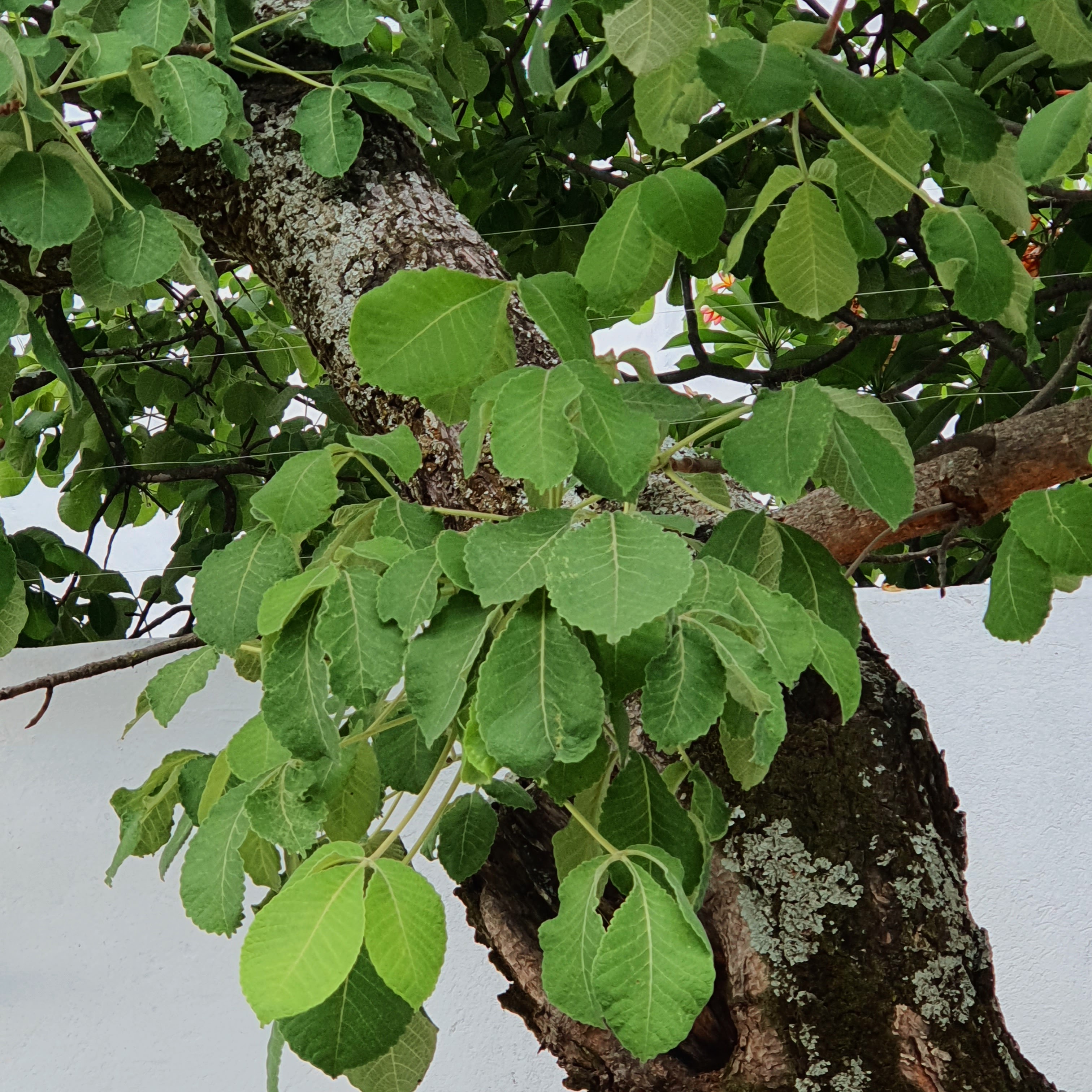 Folhas e tronco do pequizeiro.