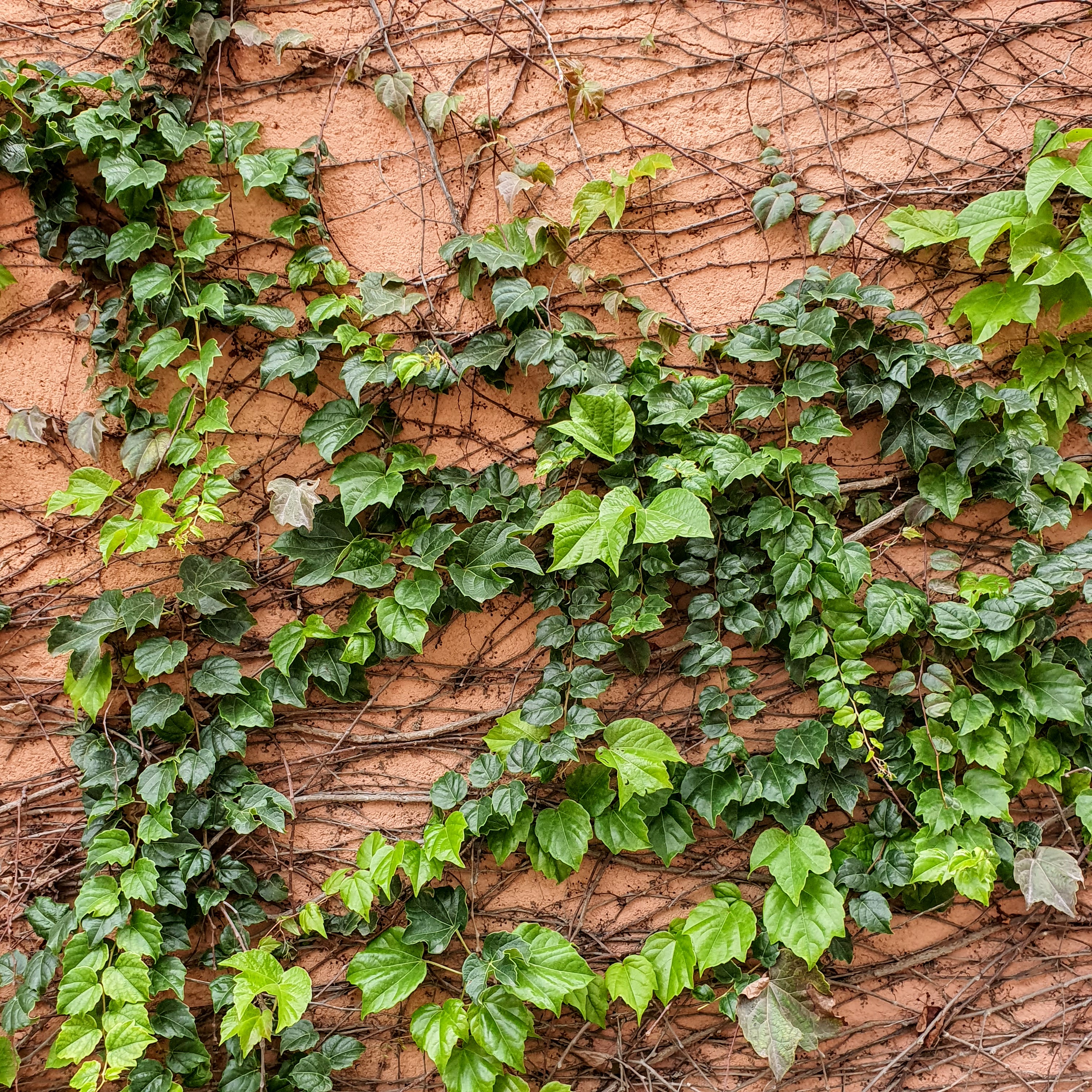 Detalhe das folhas lobadas e do padrão de crescimento da hera-da-argélia sobre as superfícies.
