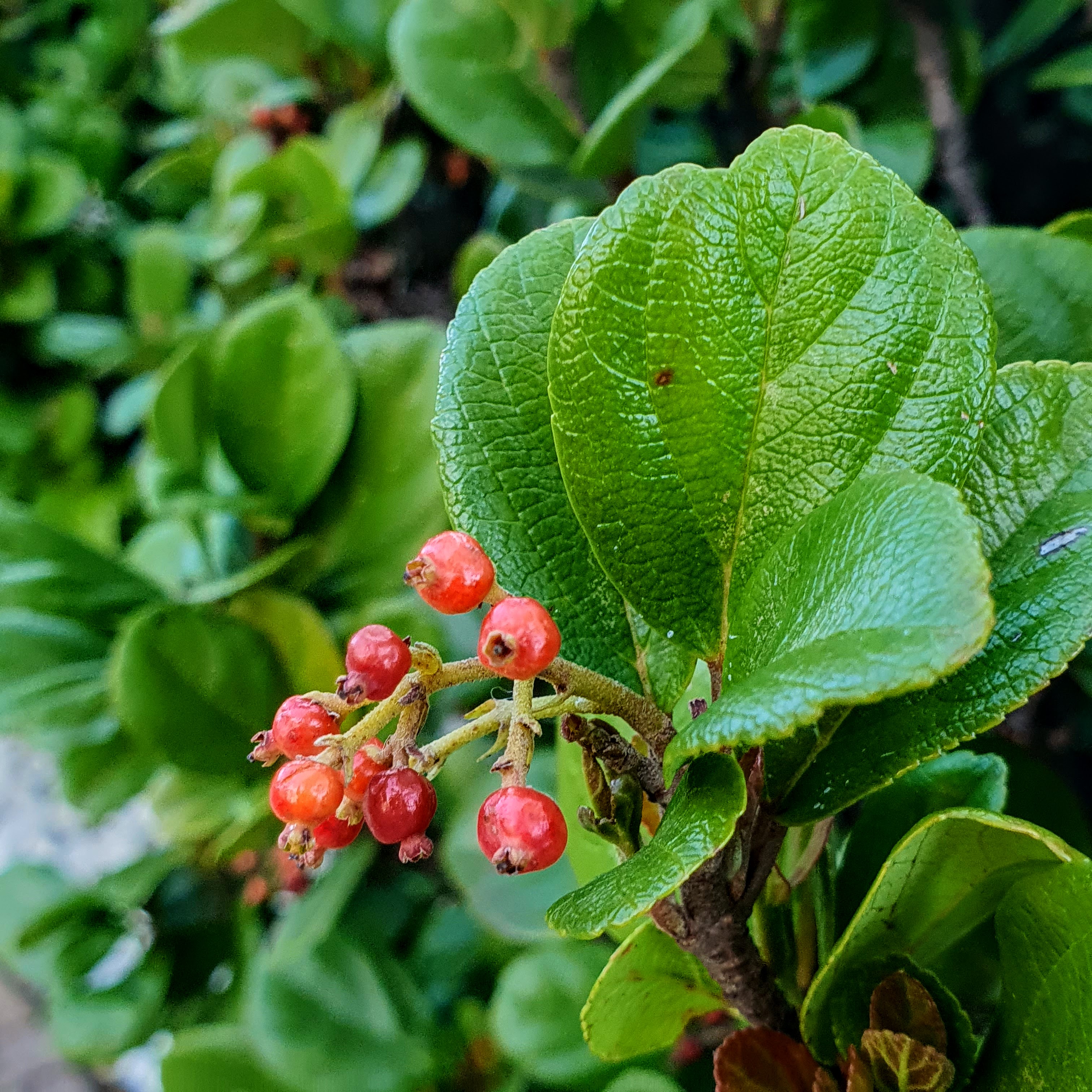 Também pequenos, os frutinhos vermelhos do viburno-da-flor-pendente.