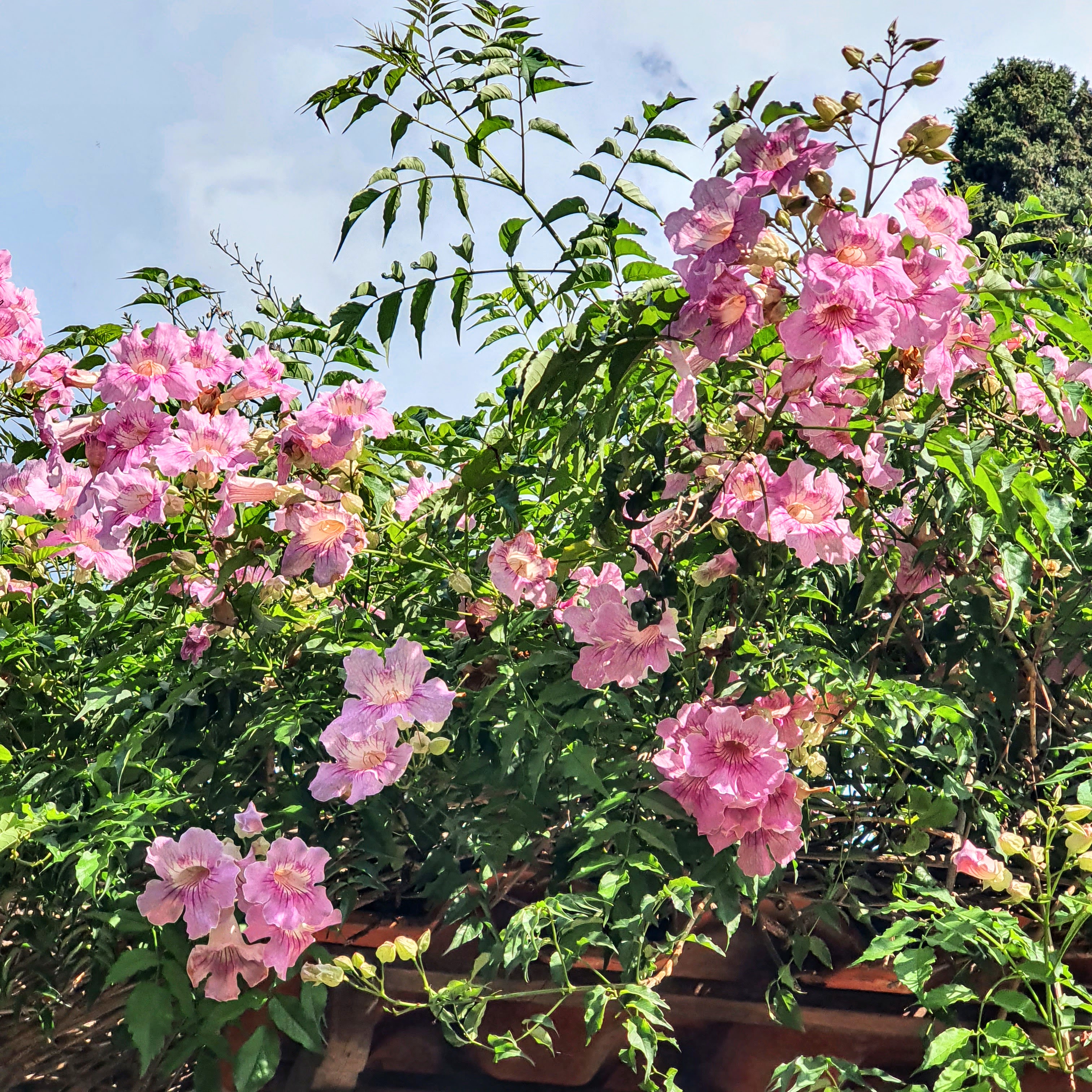 Sete léguas (Podranea ricasoliana)