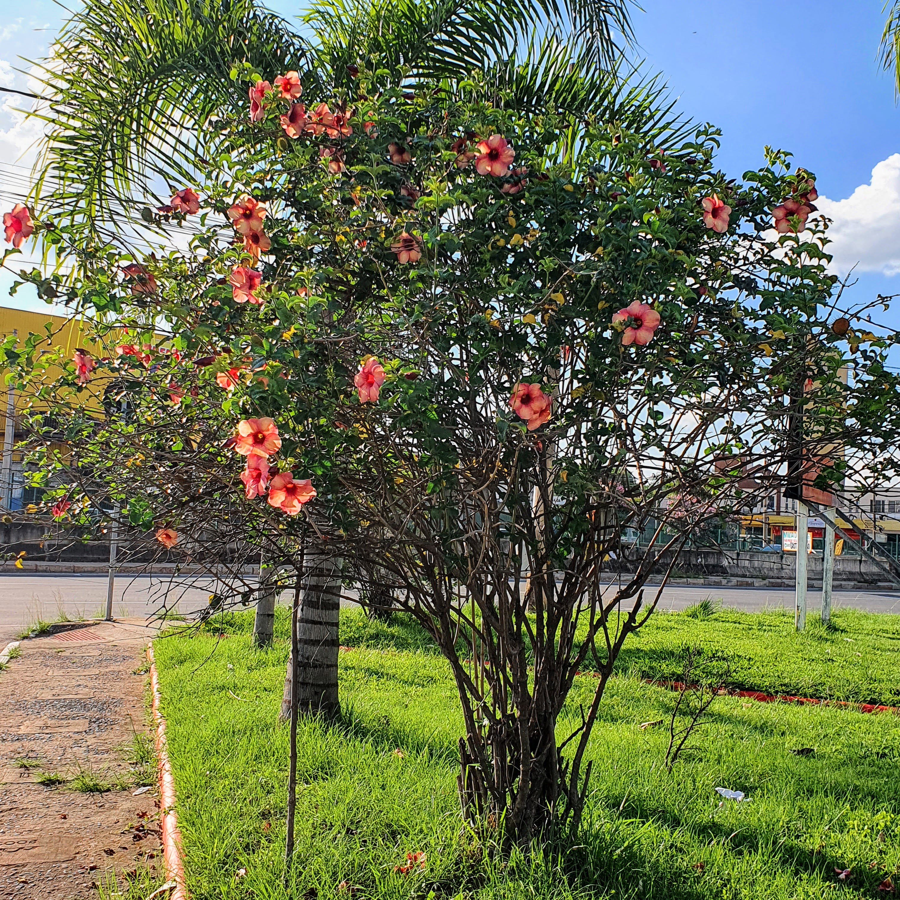 Allamanda blanchetii - alamanda roxa | Biologia da Paisagem