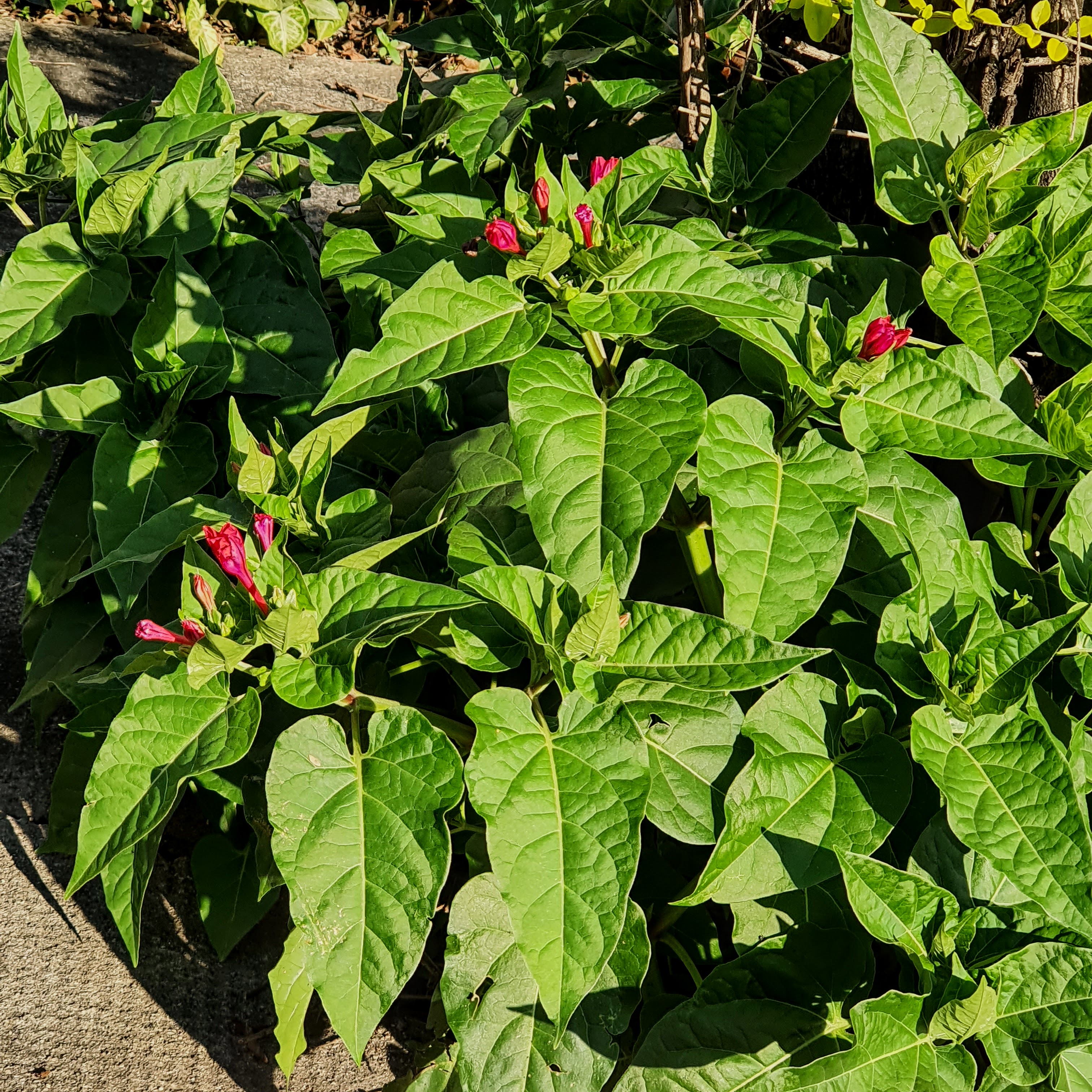 Mirabilis Jalapa - Maravilha | Biologia Da Paisagem