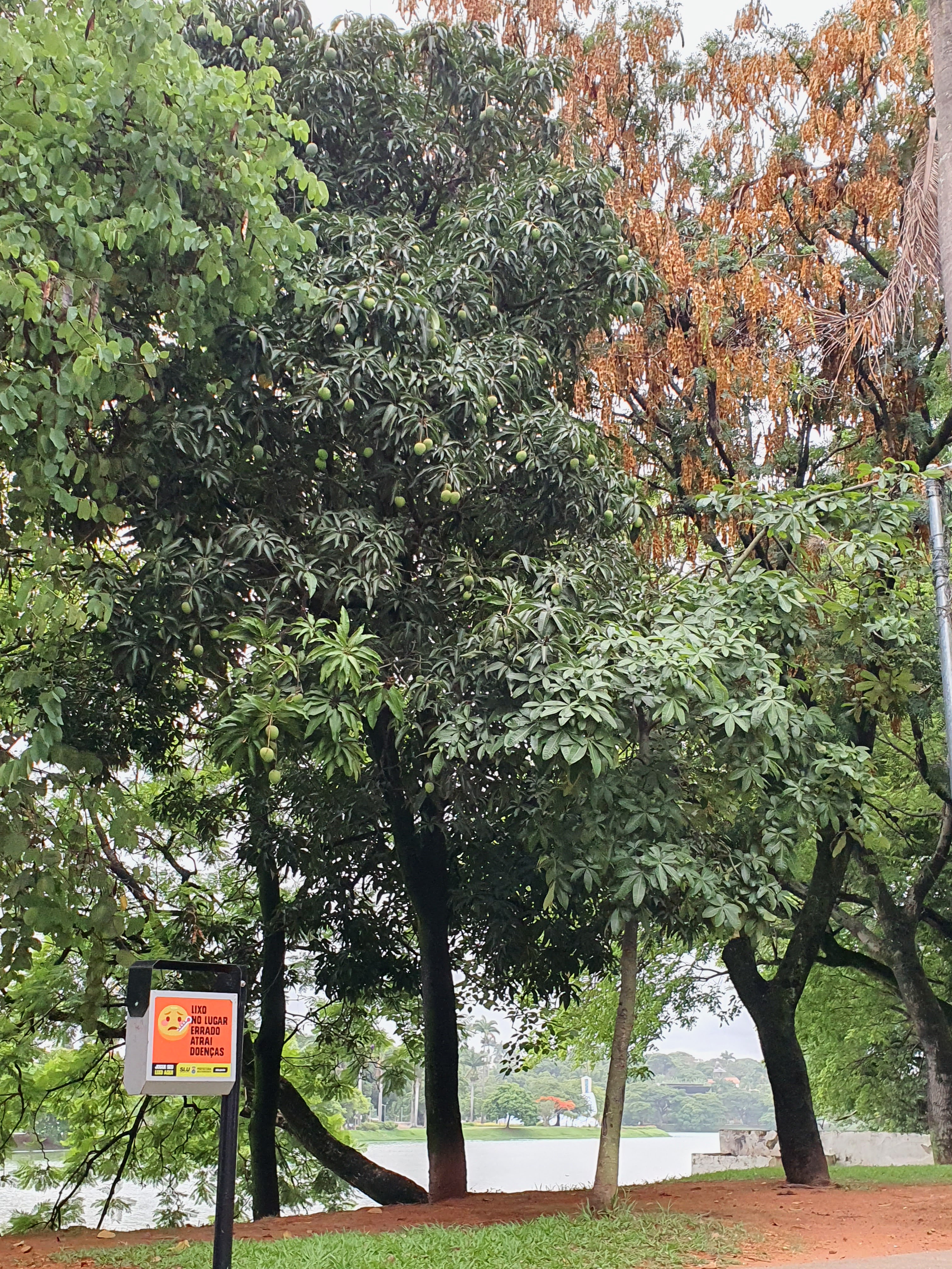 Mangueira "espremida" entre outras árvores na orla da Lagoa da Pampulha.