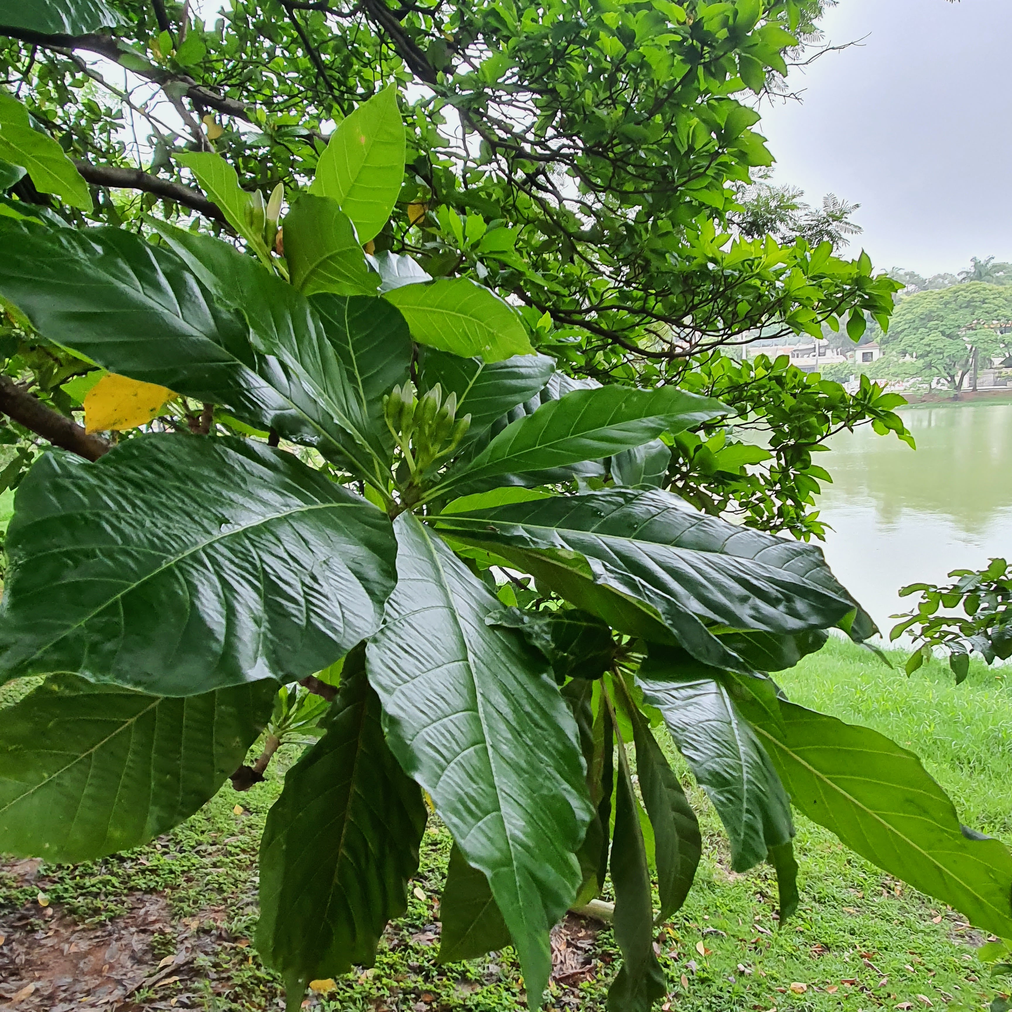 Detalhe das folhas bem verdes, simples e elípticas do jenipapeiro.