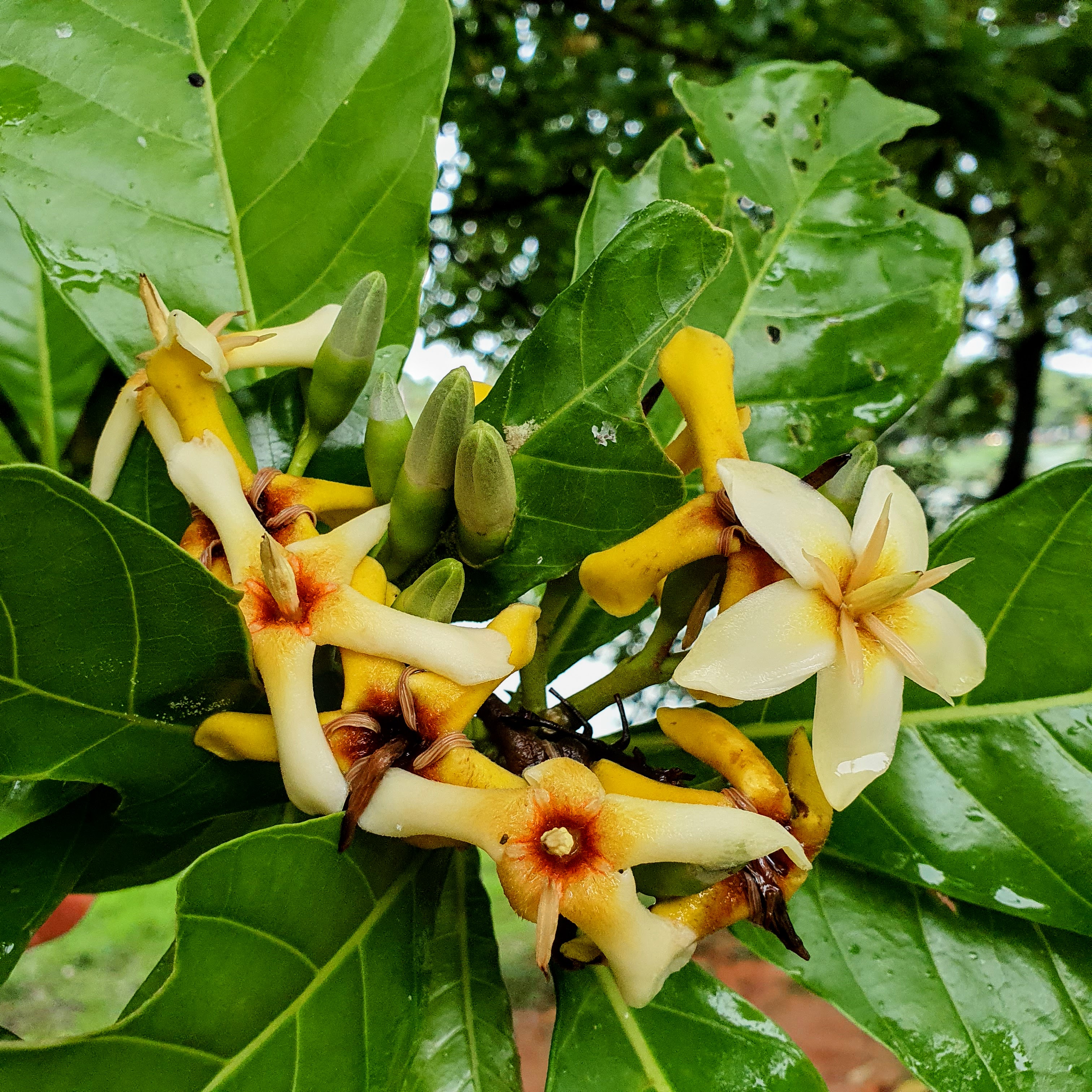 Flores do jenipapo.