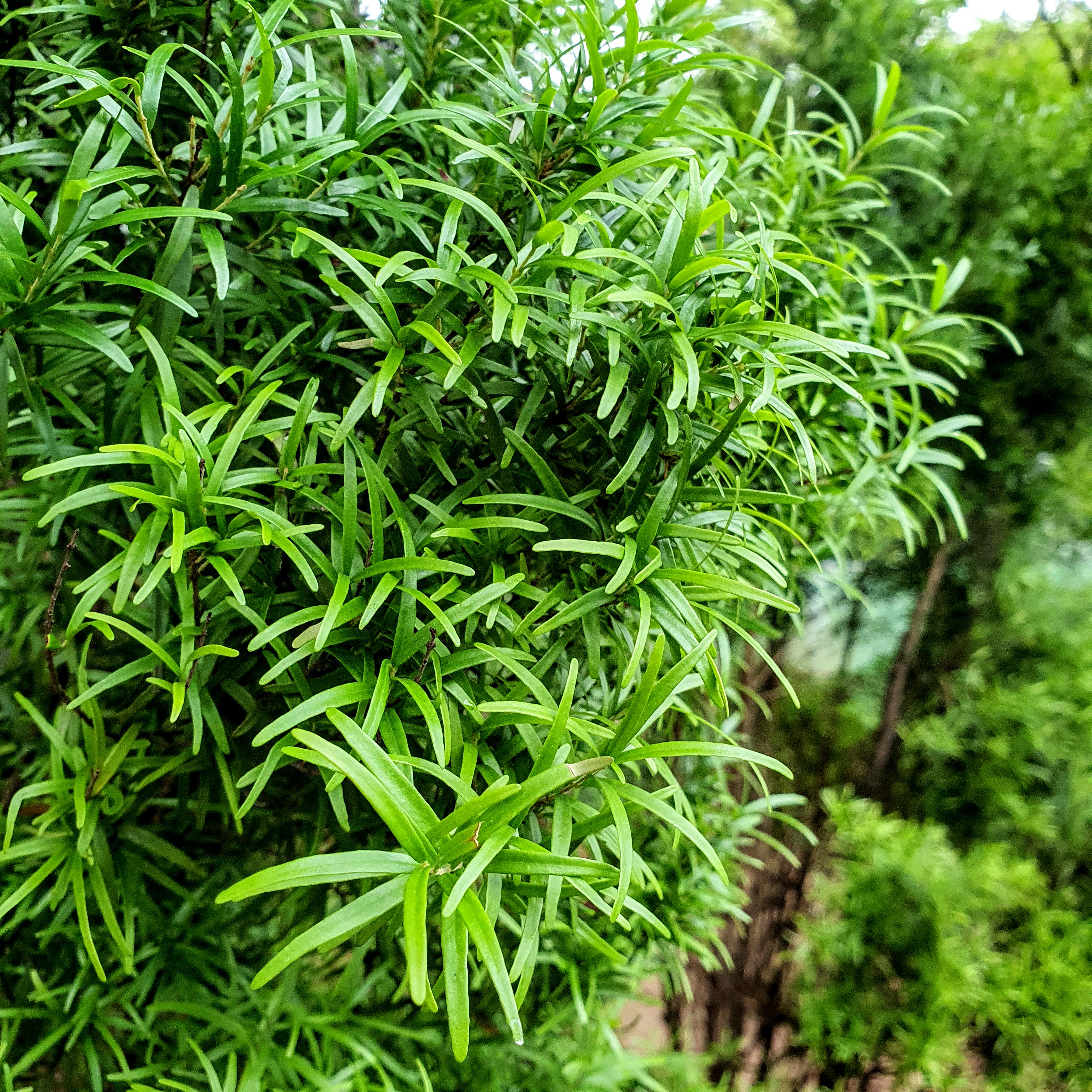 Detalhe das folhas verdes e bem pequenas, lineares, da murta.