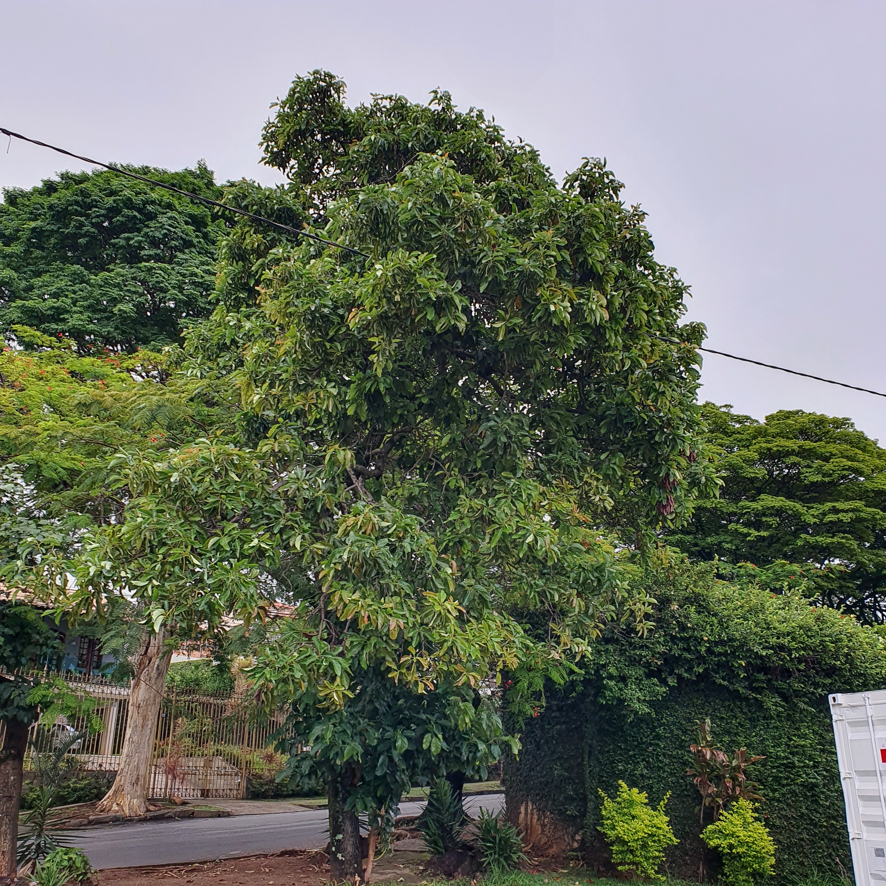 Abacateiro na Nova Praça da Pampulha, em BH.