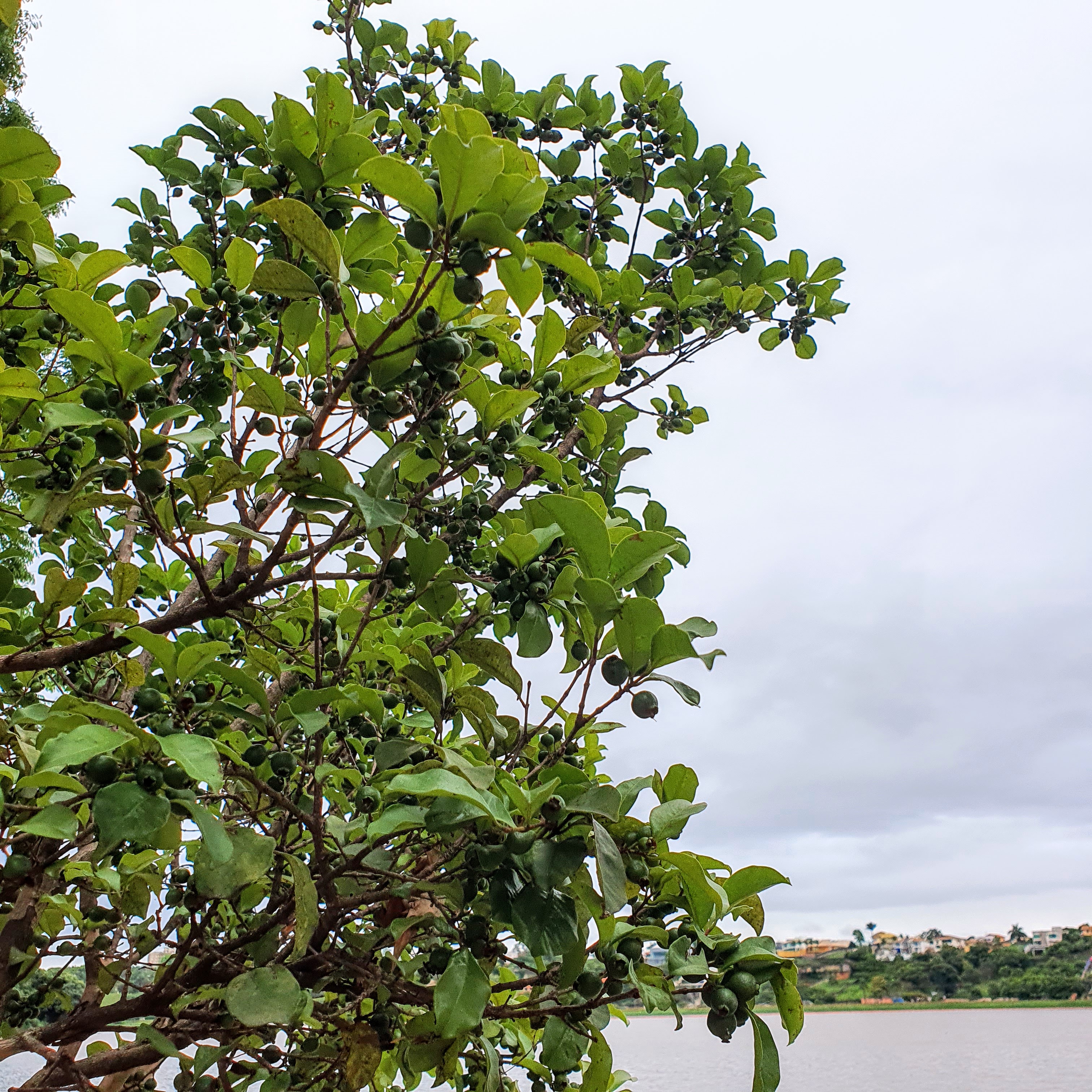 Folhas pequenas e frutos da guabiroba, com a Lagoa da Pampulha ao fundo.