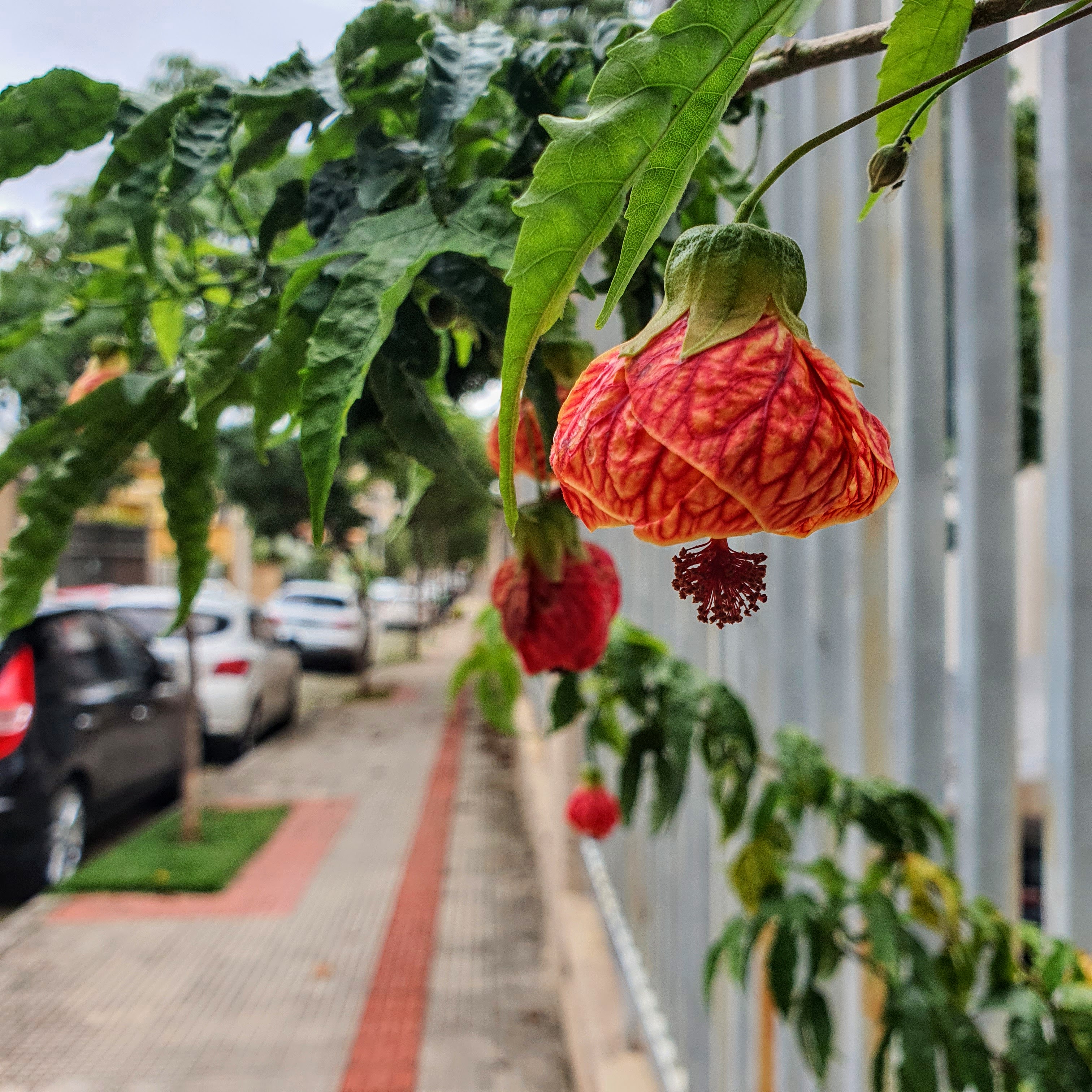 Detalhe da flor da lanterna chinesa em rua do bairro Ouro Preto, em BH.