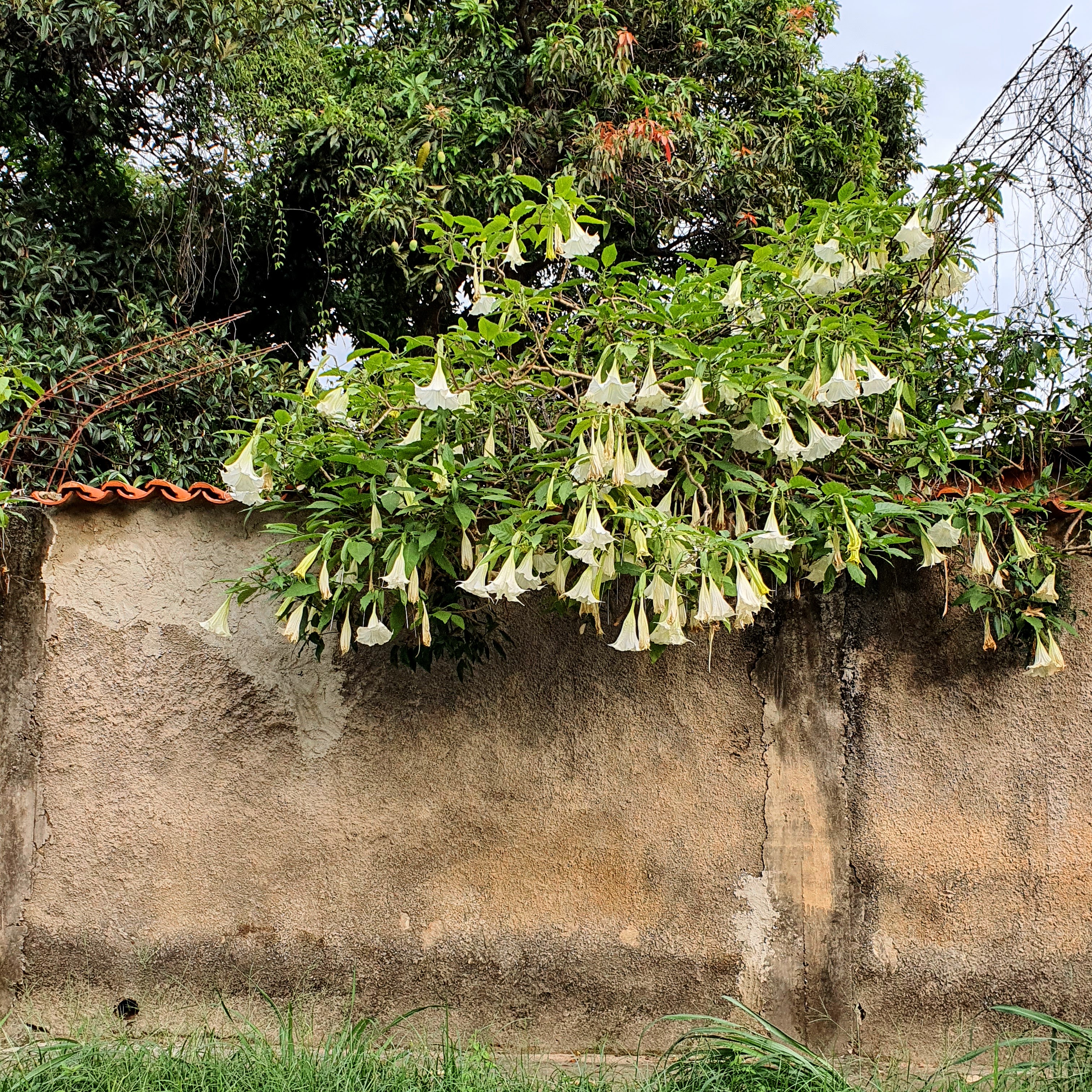 Trombeta-cheirosa em muro.