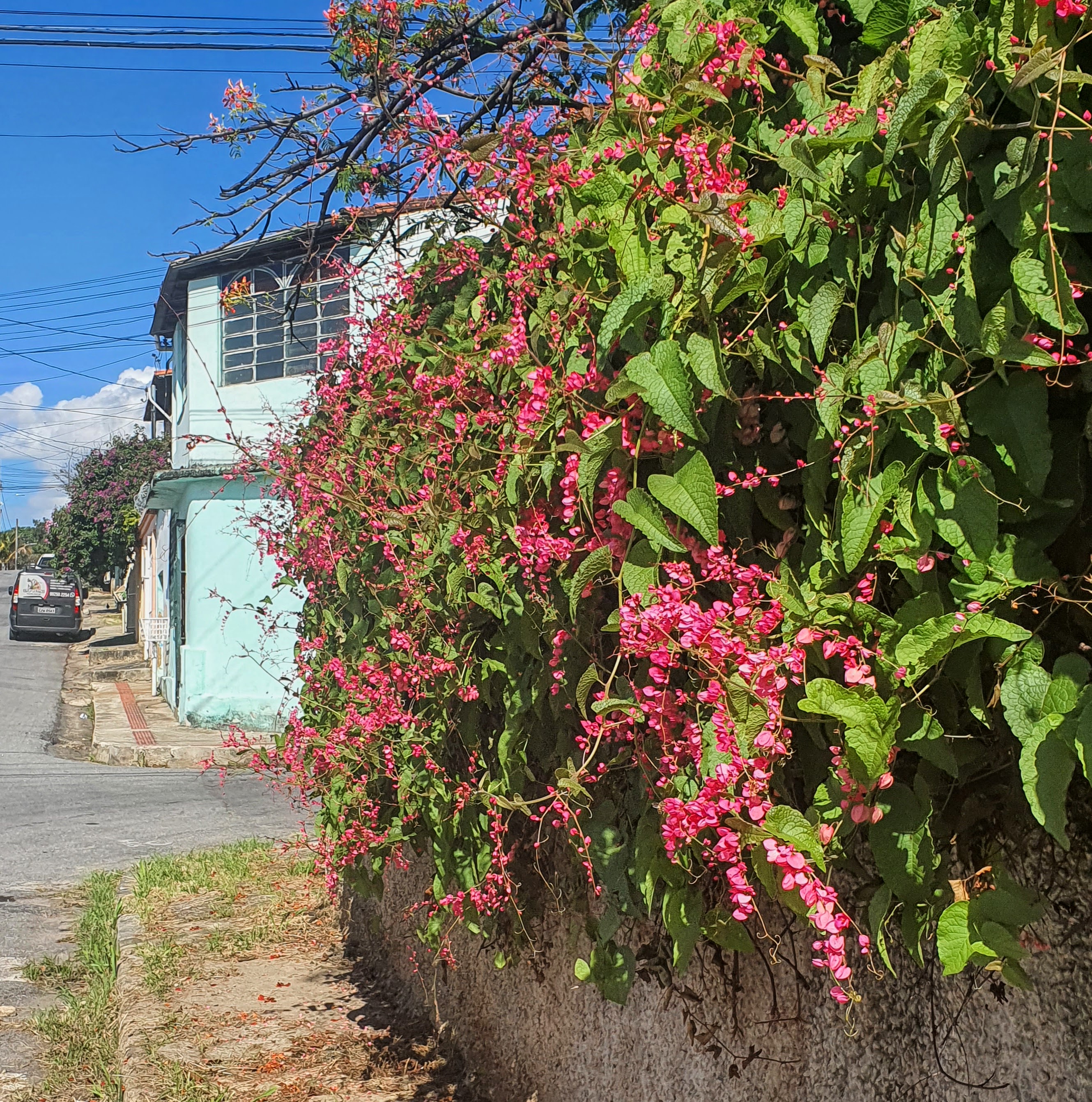 Muro esteticamente coberto pelo amor-agarradinho, principalmente no contexto de uma rua 'seca', como é o caso da rua Carolina do Norte, bairro Santa Terezinha, BH.