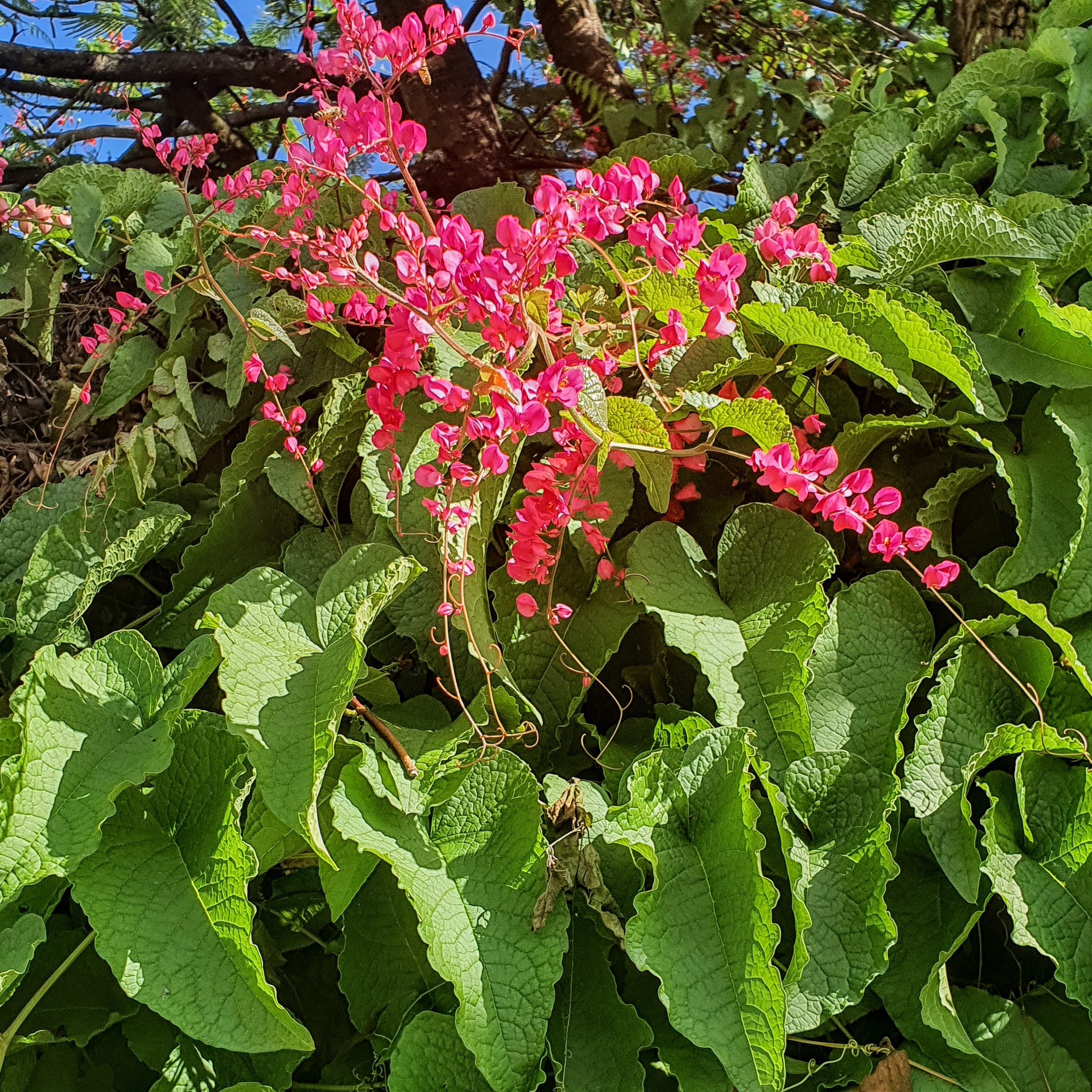 Em detalhe, folhas de margem irregular e inflorescências róseas do amor-agarradinho.