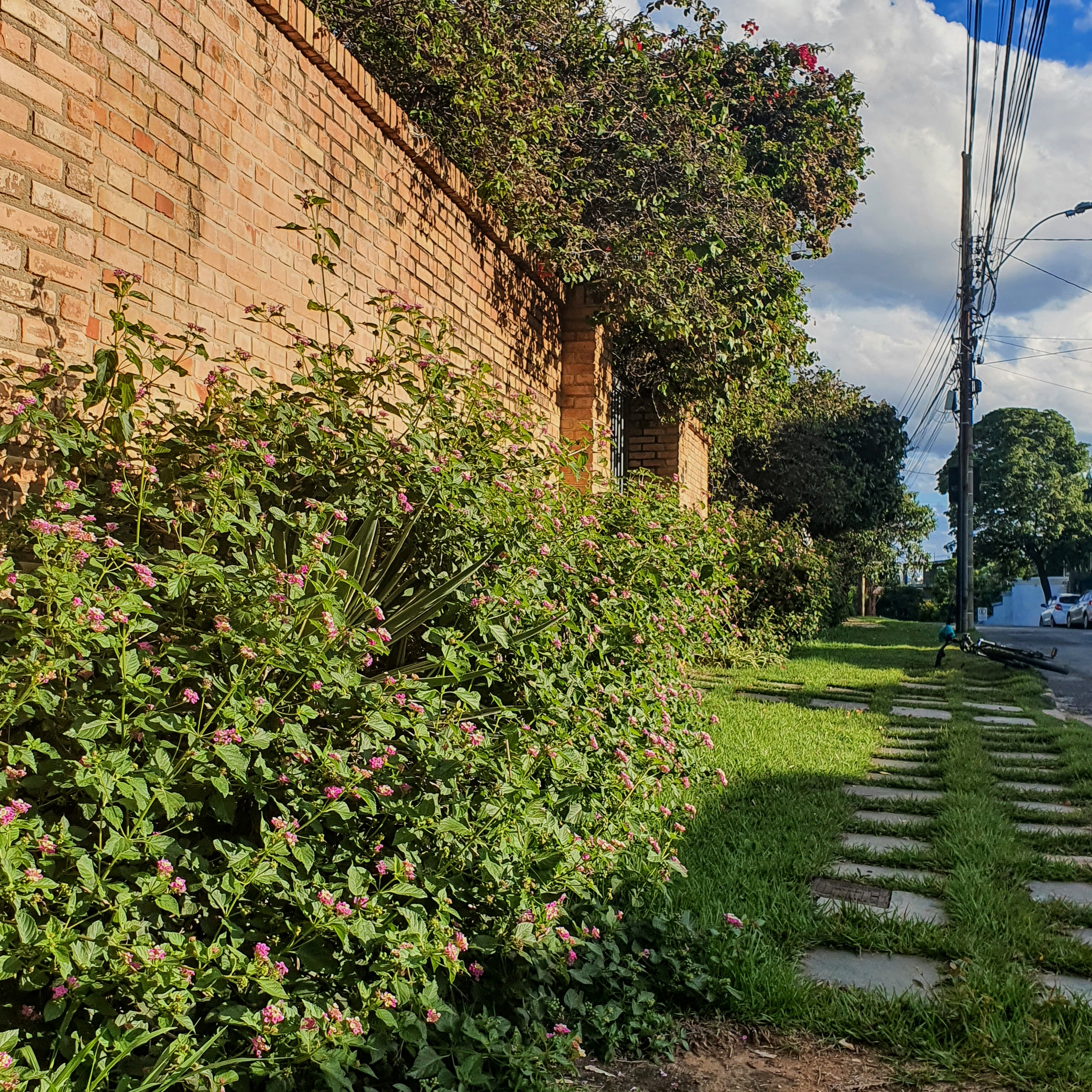 Maciço de cambarás floridos.