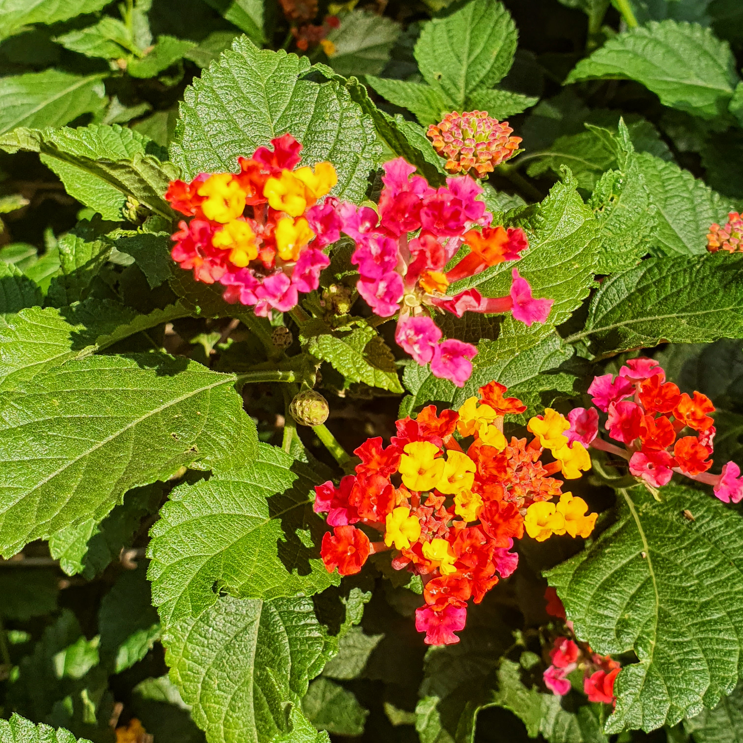 Em detalhe, lindas e coloridas inflorescências vermelhas, amarelas, alaranjadas e róseas do cambará-miúdo, que sem formam quase o ano inteiro.