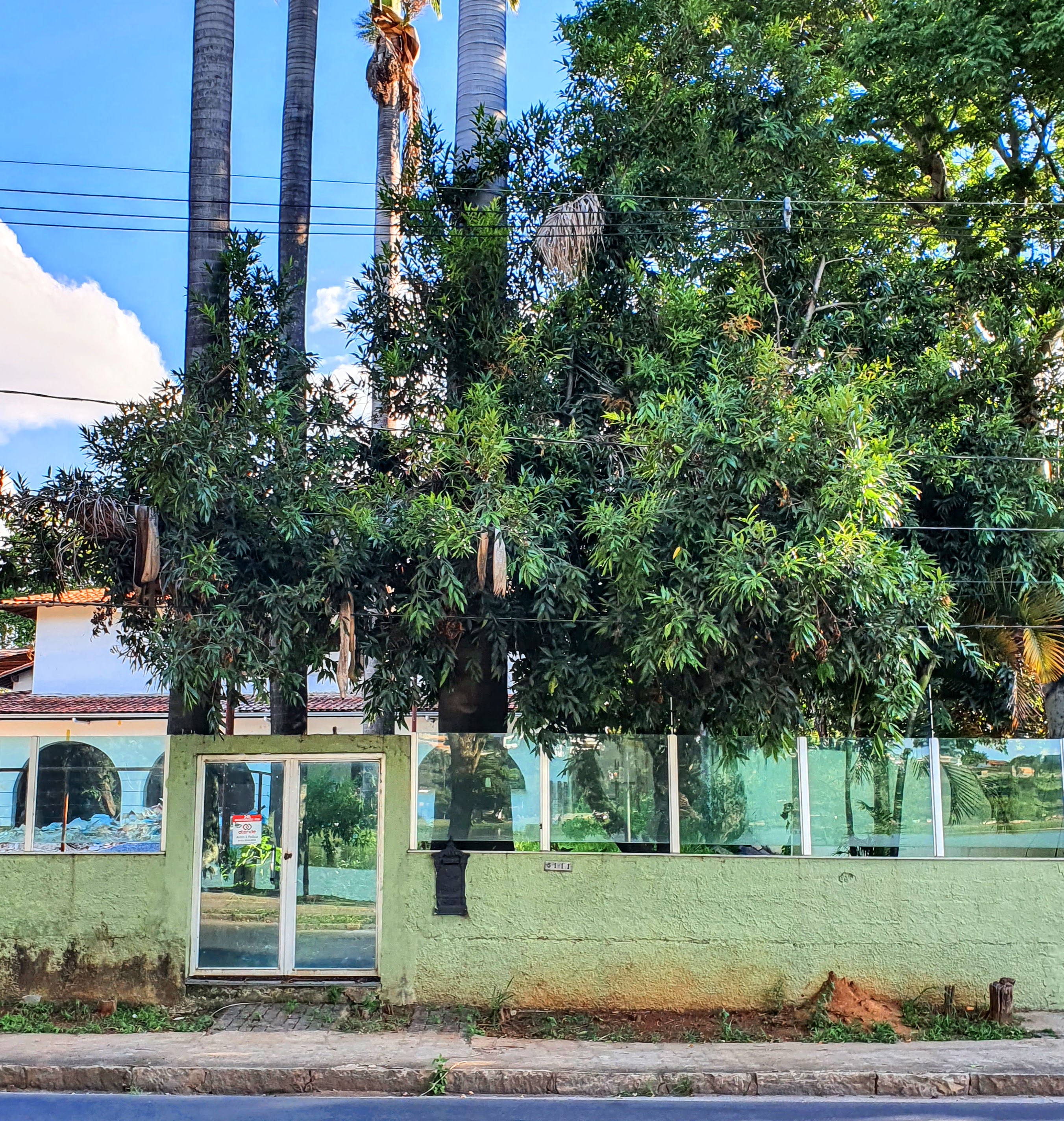 Jambeiro na orla da Lagoa da Pampulha.