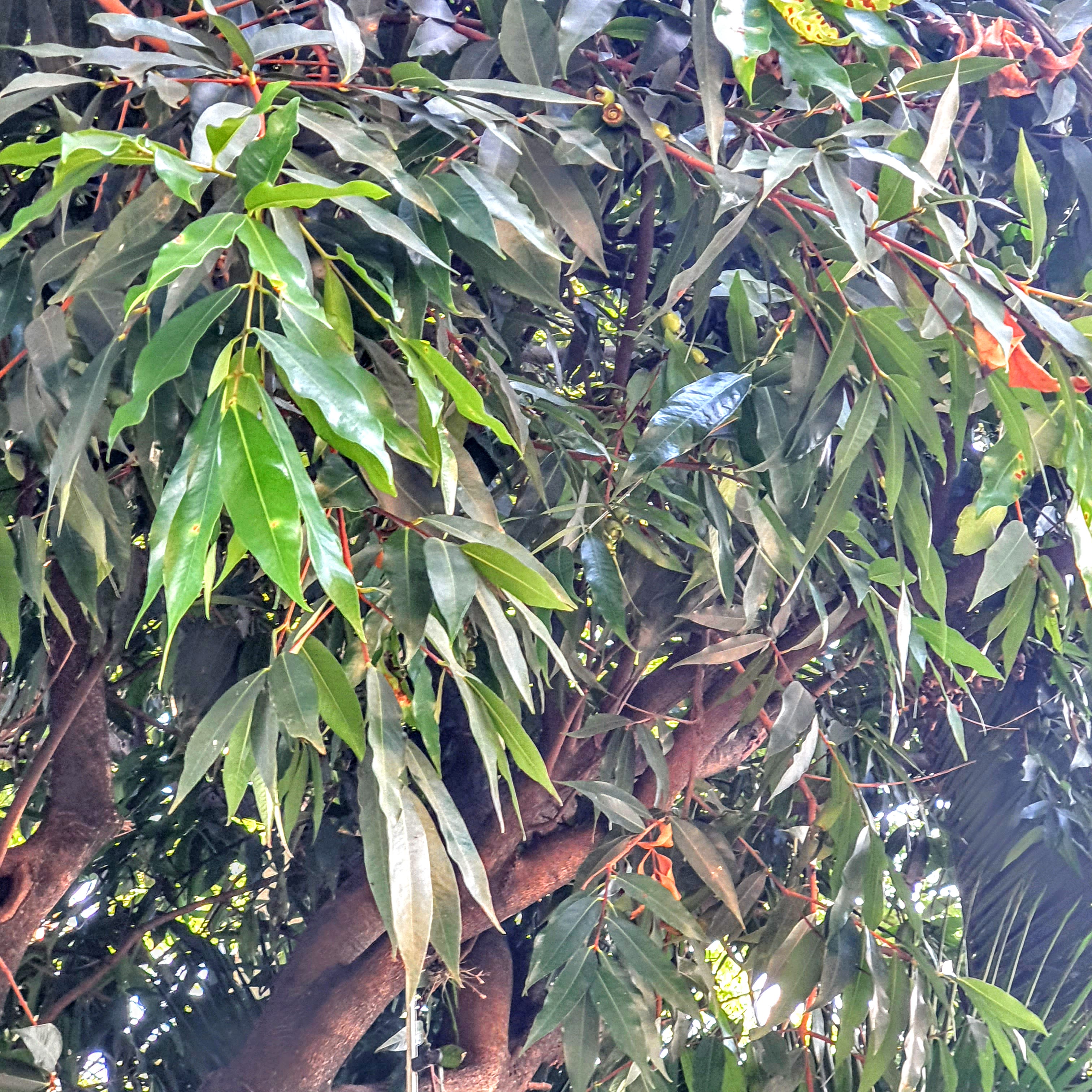 Folhas verdes, lanceoladas e de ponta afilada do jambeiro.